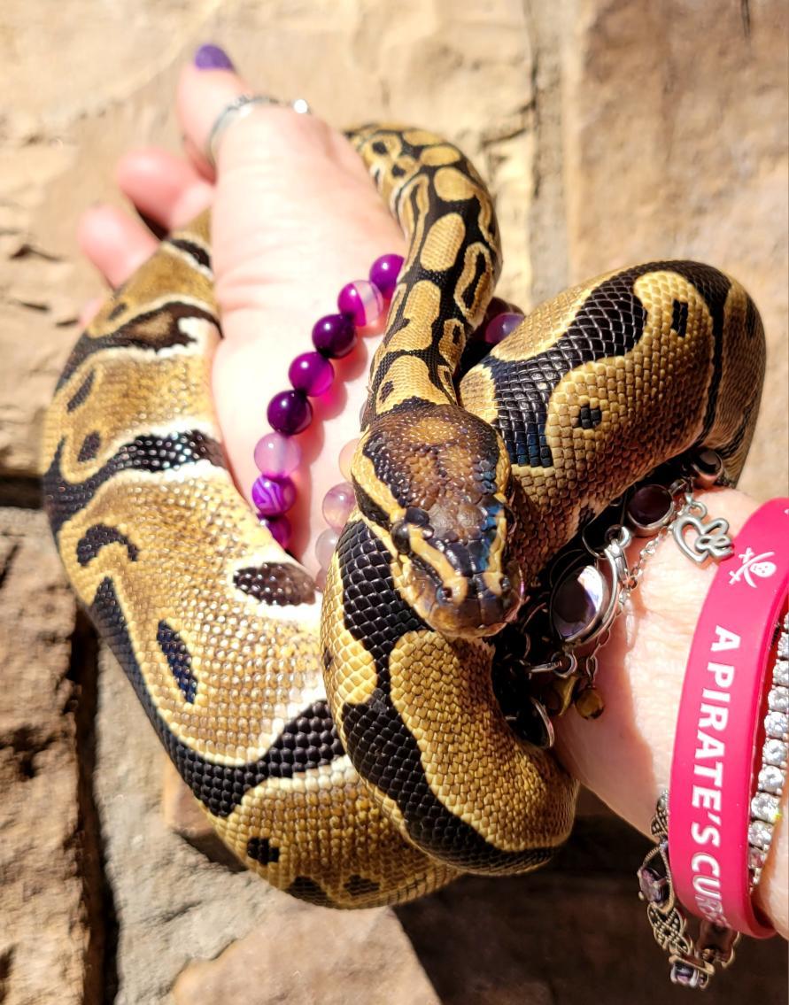 Enlarge Caramel #12468, a Adoptable Ball Python in Vista, CA image 1/5