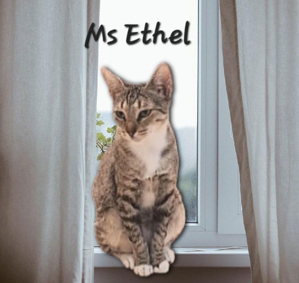 Enlarge Ms Ethel #low-maintenance, a Adoptable mixed breed in Houston, TX image 2/3