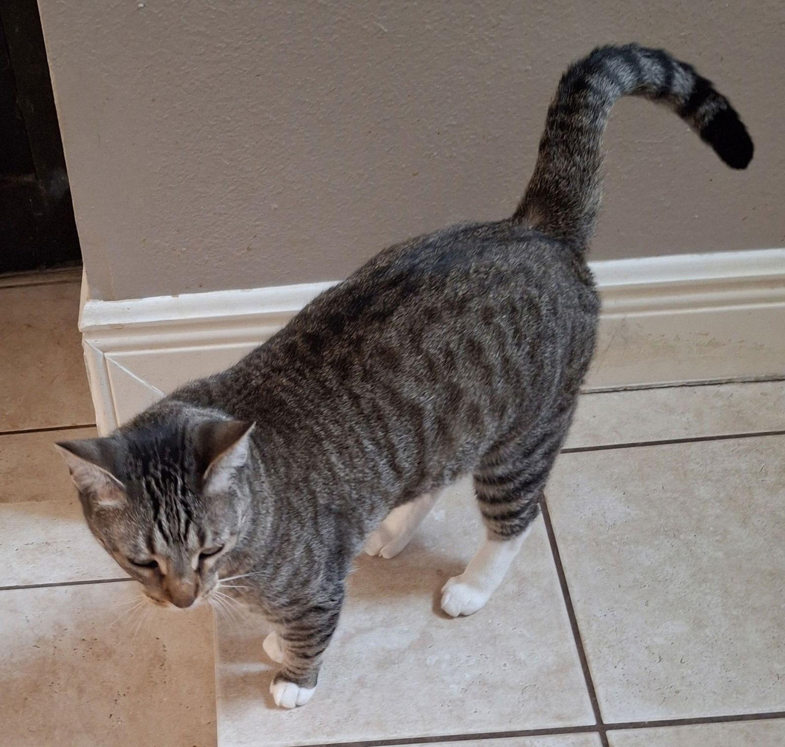 Enlarge Ms Ethel #low-maintenance, a Adoptable mixed breed in Houston, TX image 2/3