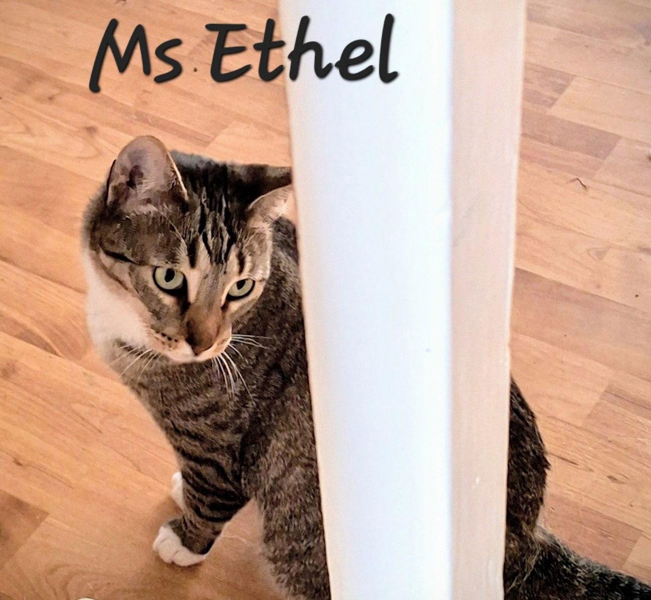 Enlarge Ms Ethel #low-maintenance, a Adoptable mixed breed in Houston, TX image 1/3