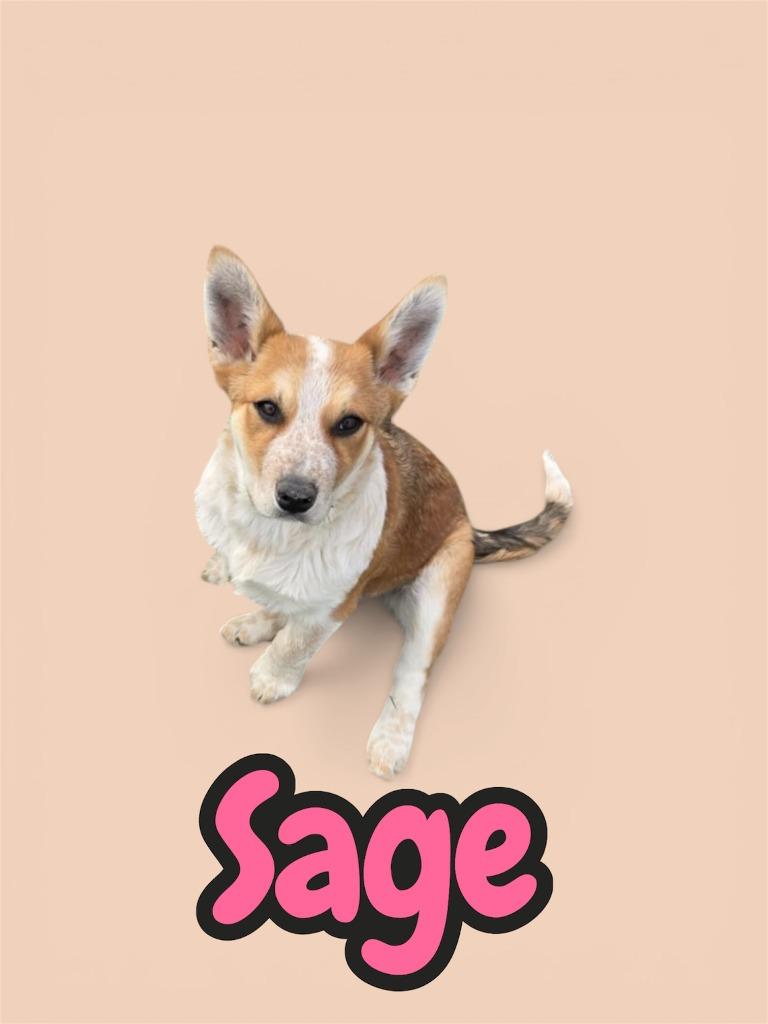Enlarge SAGE, a Adoptable Australian Cattle Dog / Blue Heeler in Moberly, MO image 2/2