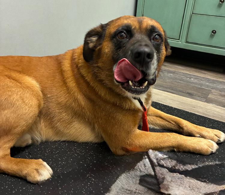 BARNEY the MAGNIFICENT, an adoptable Boxer, Chinook in Blairsville, GA, 30512 | Photo Image 2