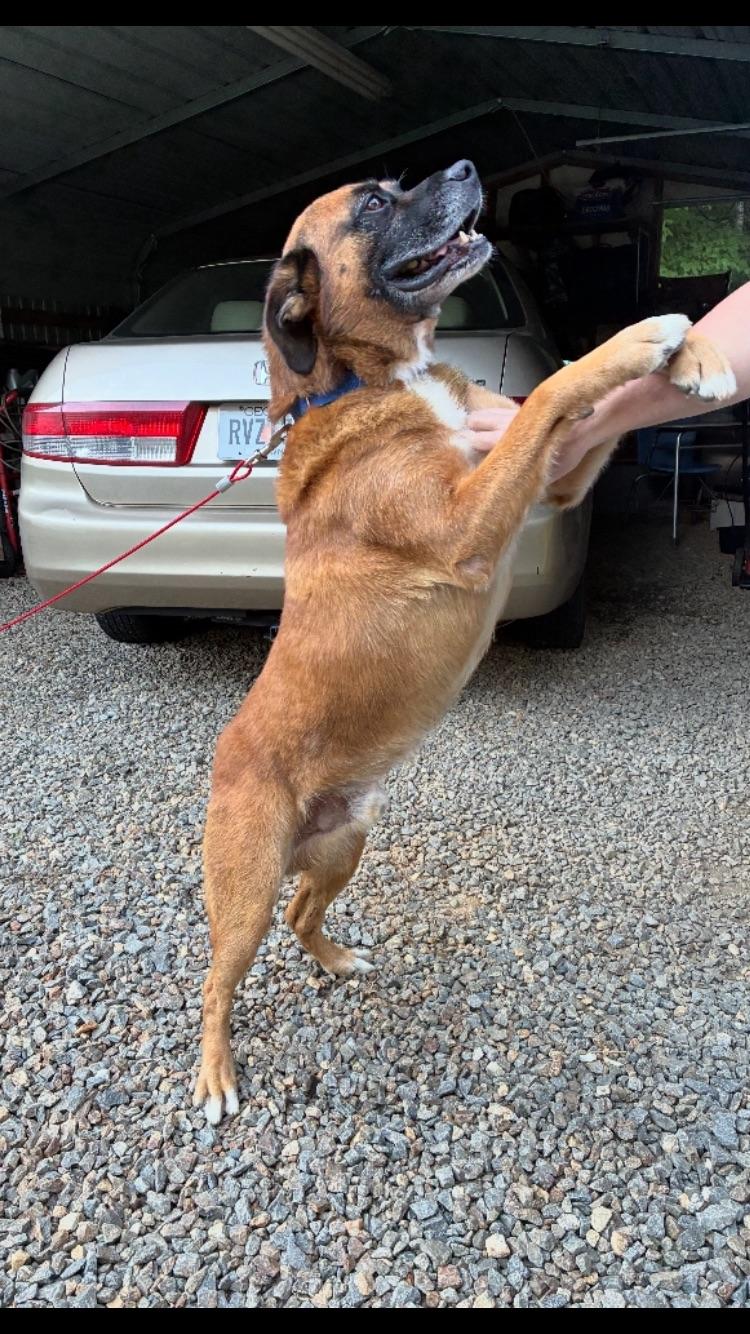 BARNEY the MAGNIFICENT, an adoptable Boxer, Chinook in Blairsville, GA, 30512 | Photo Image 3