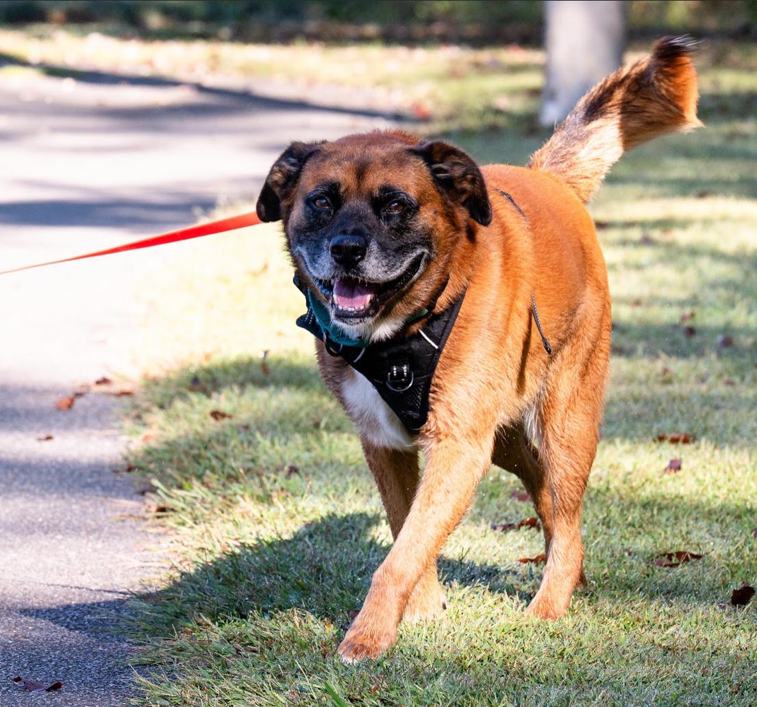 BARNEY the MAGNIFICENT, an adoptable Boxer, Chinook in Blairsville, GA, 30512 | Photo Image 5