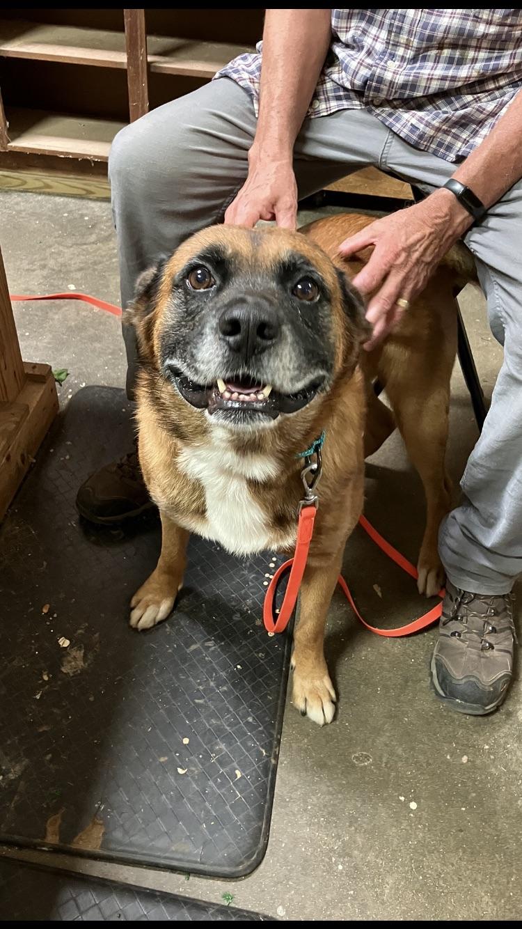 BARNEY the MAGNIFICENT, an adoptable Boxer, Chinook in Blairsville, GA, 30512 | Photo Image 4