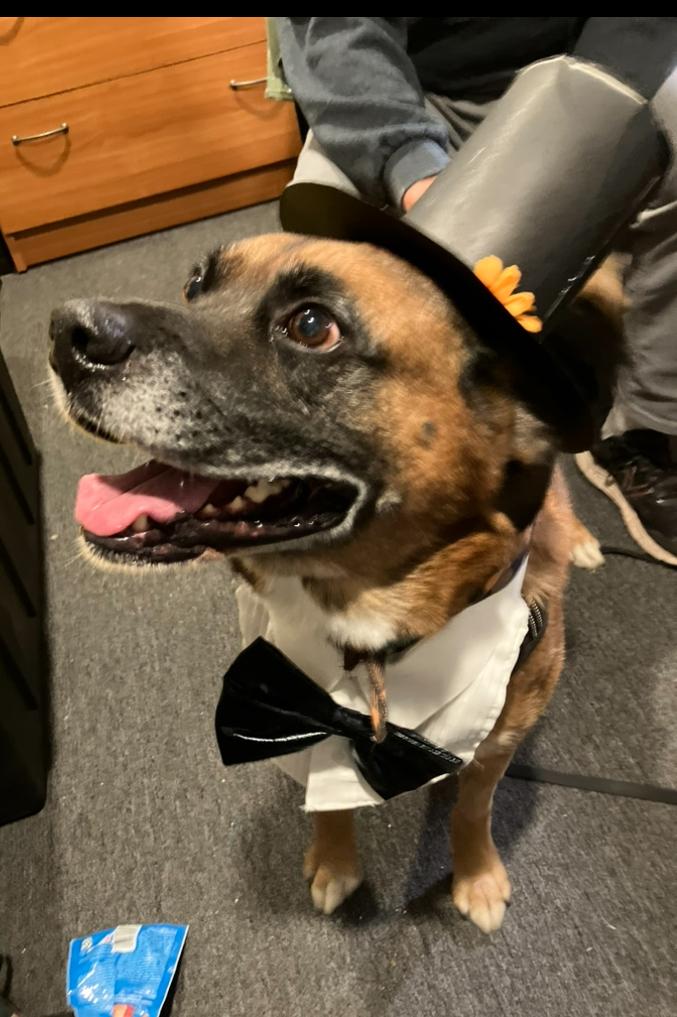 BARNEY the MAGNIFICENT, an adoptable Boxer, Chinook in Blairsville, GA, 30512 | Photo Image 1