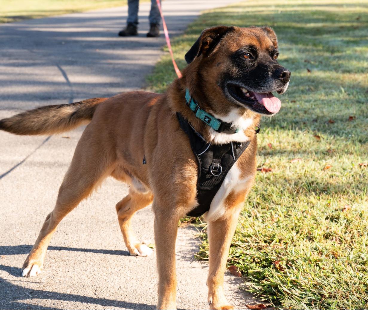 BARNEY the MAGNIFICENT, an adoptable Boxer, Chinook in Blairsville, GA, 30512 | Photo Image 4