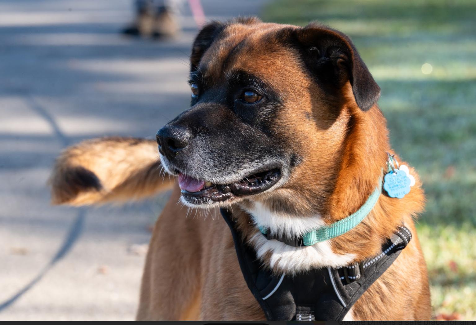 BARNEY the MAGNIFICENT, an adoptable Boxer, Chinook in Blairsville, GA, 30512 | Photo Image 1
