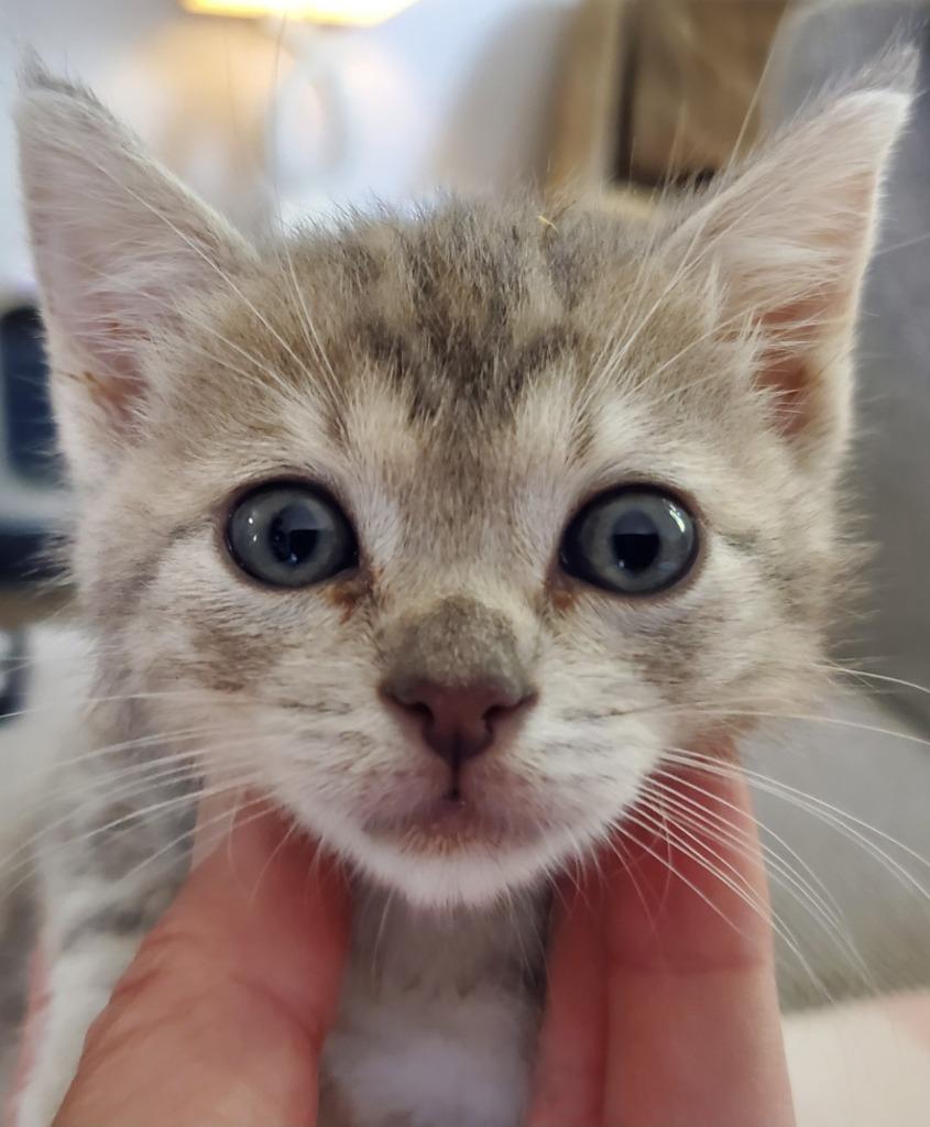 Dominic, Adoptable, Kitten Male Domestic Short Hair.
