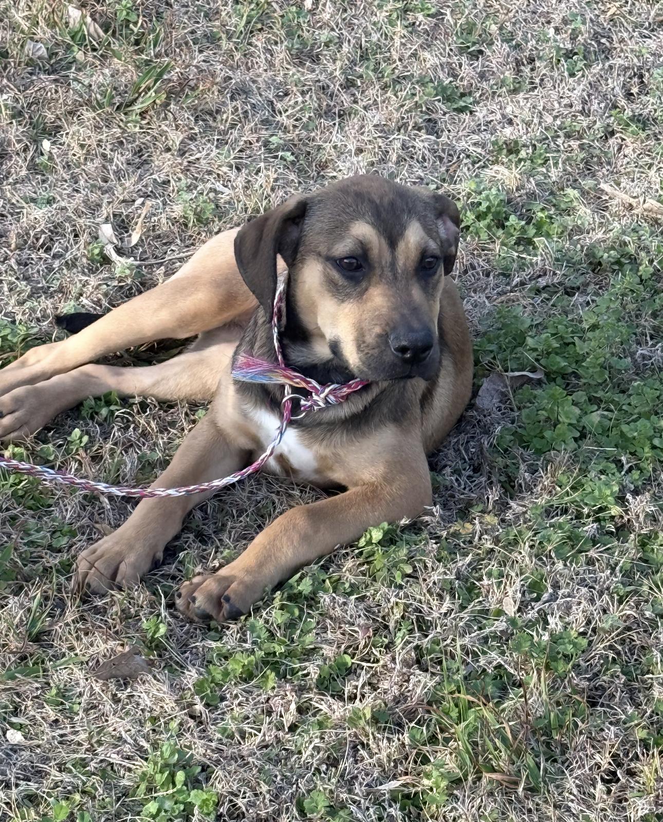 Cricket, ADOPTABLE, Young Female Mixed Breed.