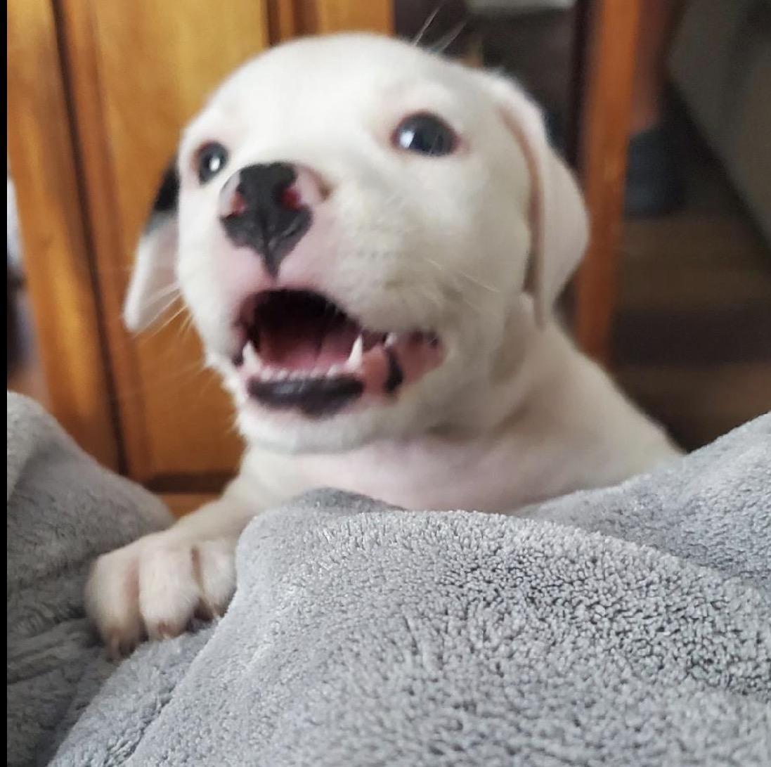 Enlarge Lucy, a ADOPTABLE Mixed Breed in Maineville, OH image 2/6