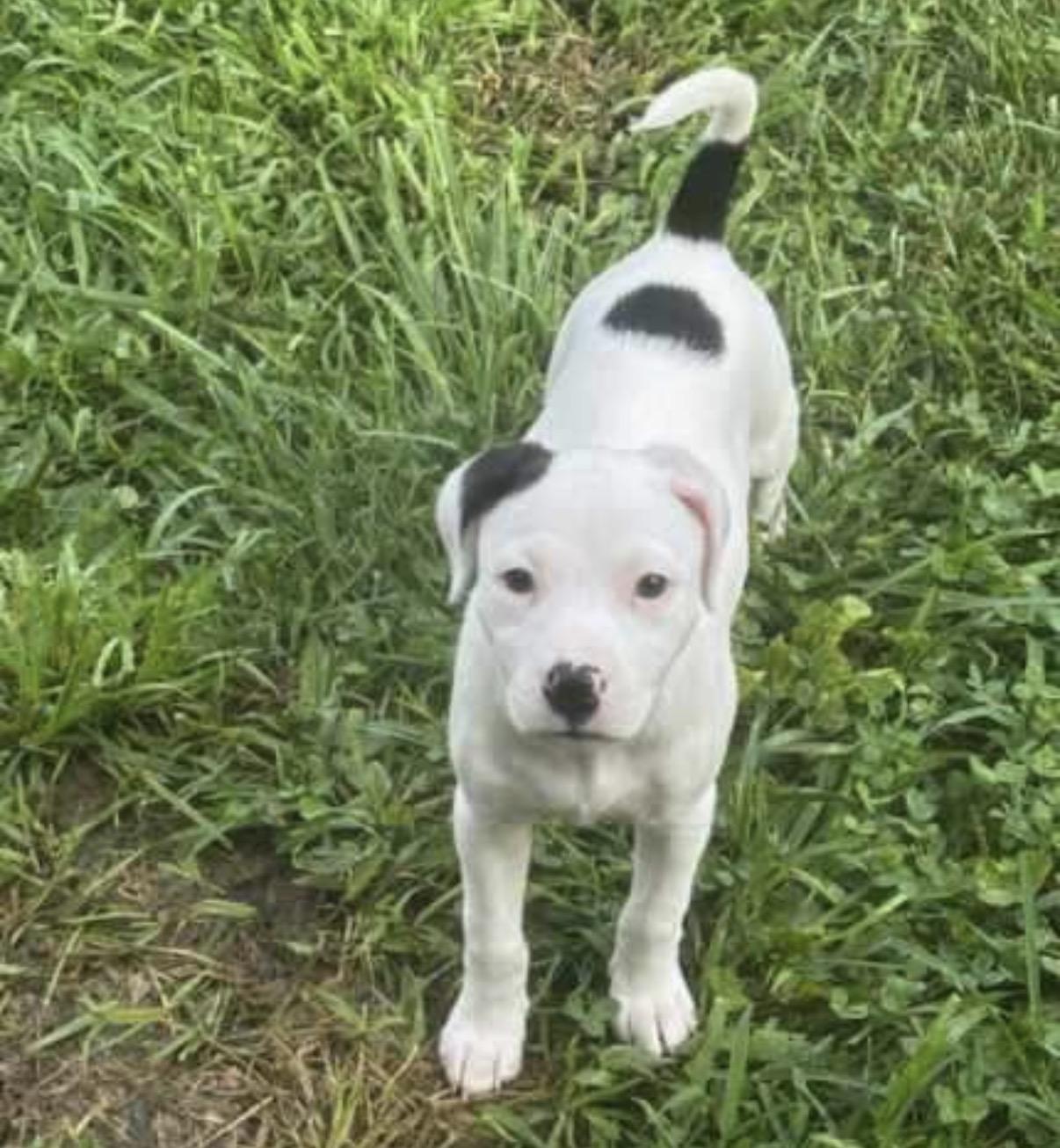 Enlarge Lucy, a ADOPTABLE Mixed Breed in Maineville, OH image 3/6
