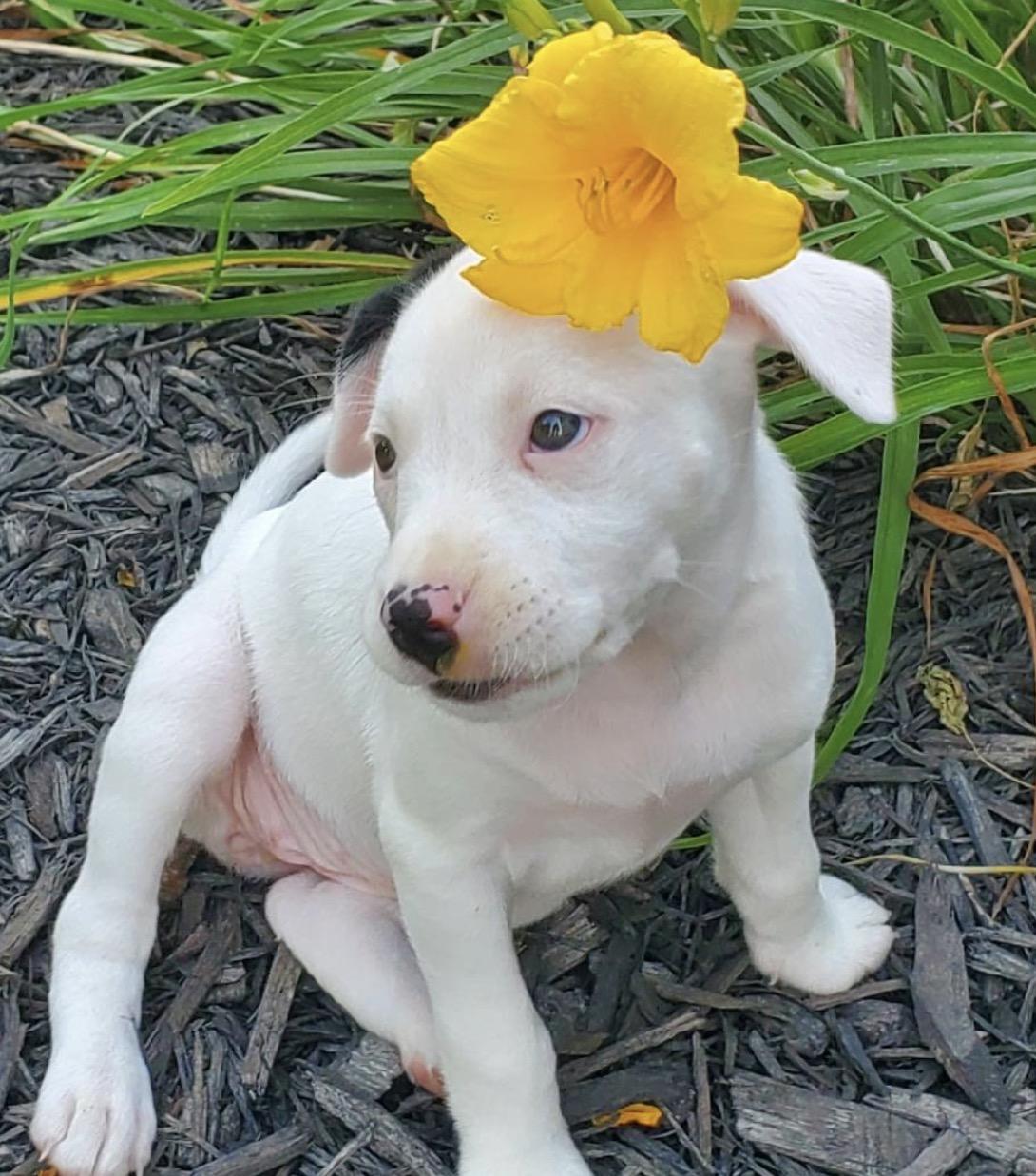 Enlarge Lucy, a ADOPTABLE Mixed Breed in Maineville, OH image 5/6