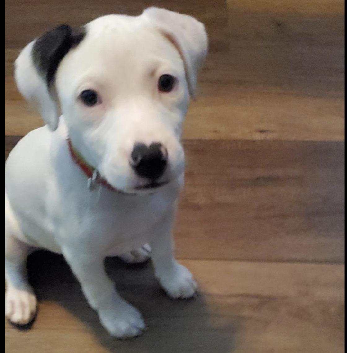 Enlarge Lucy, a ADOPTABLE Mixed Breed in Maineville, OH image 4/6
