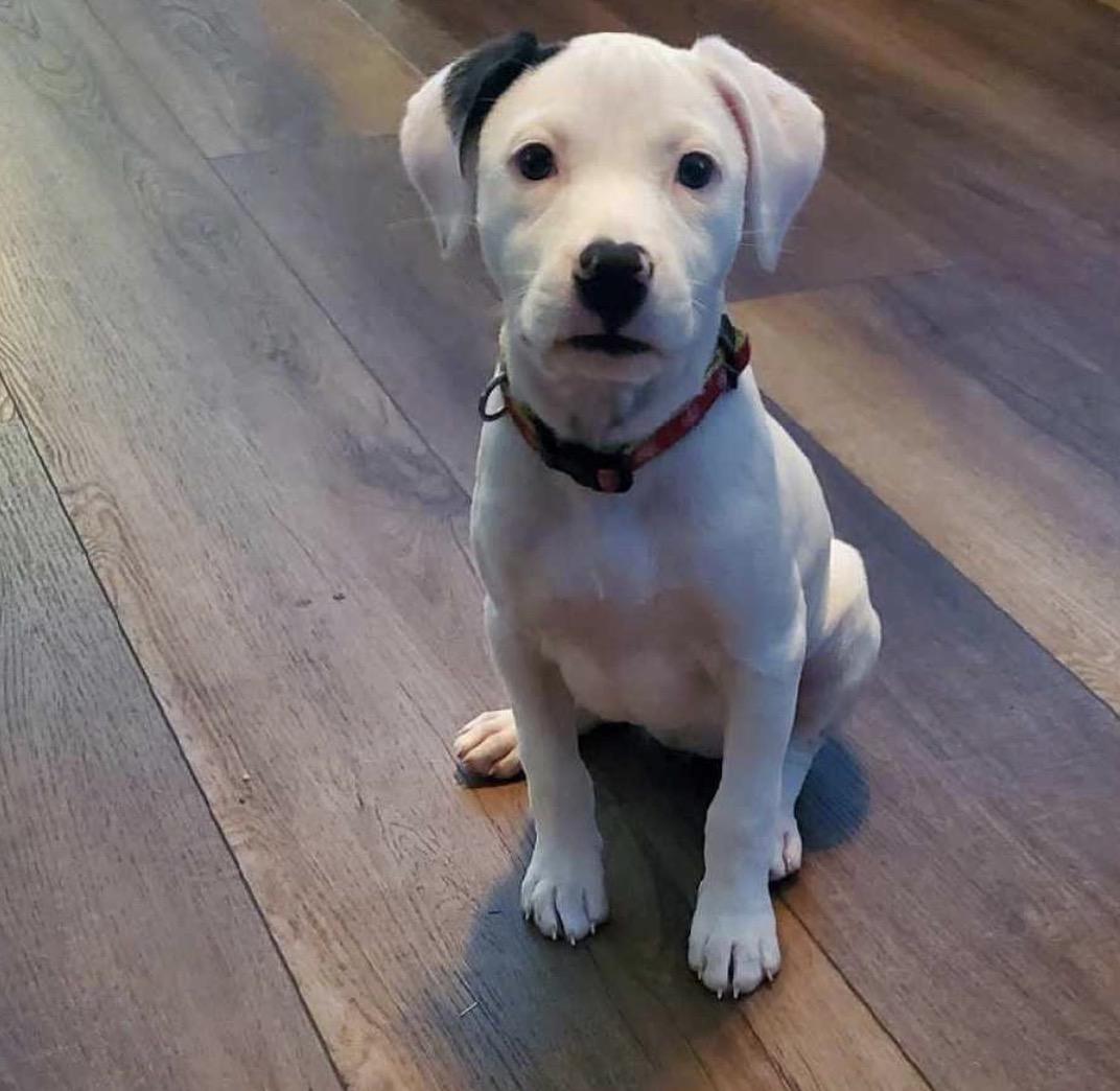 Lucy, ADOPTABLE, Puppy Female Mixed Breed.