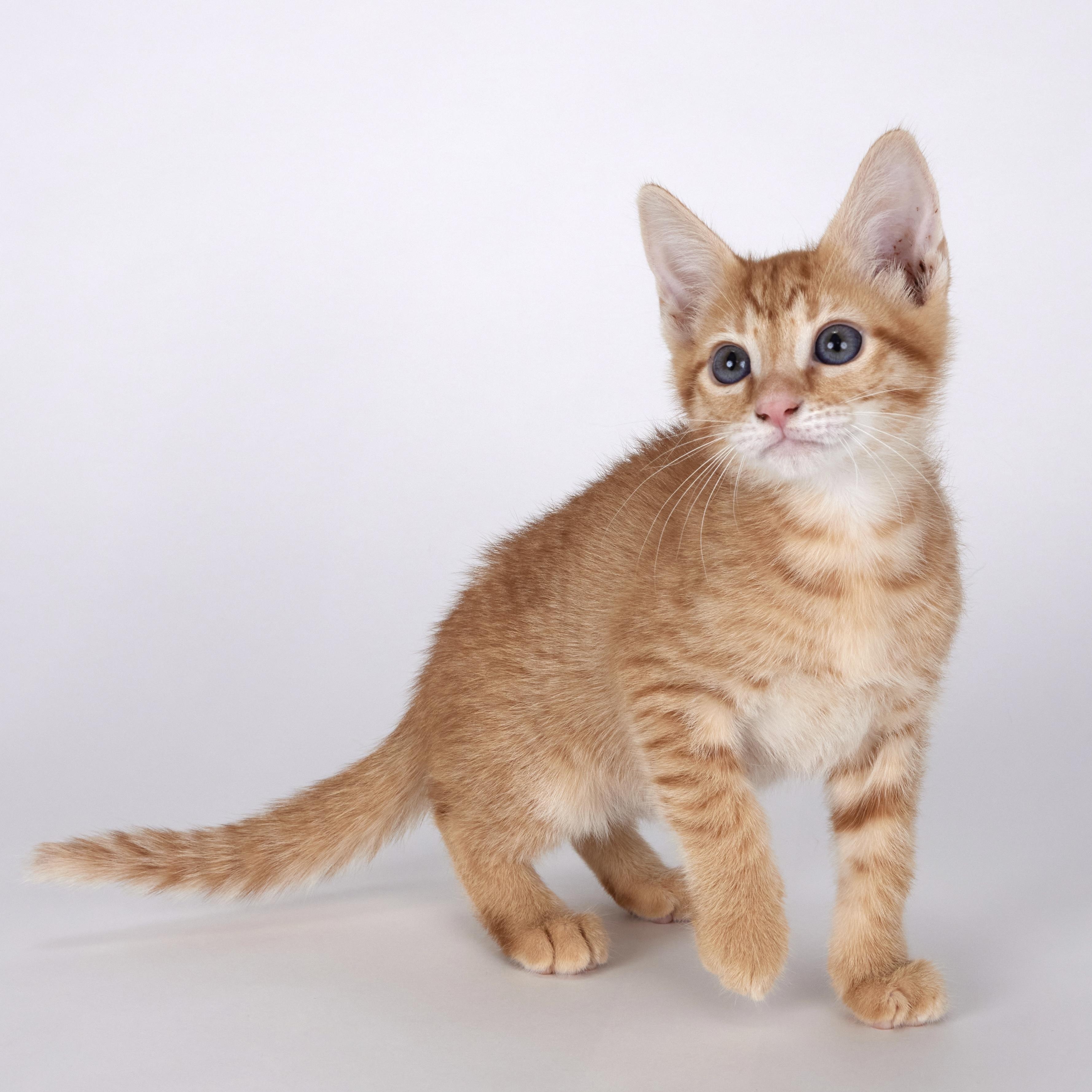 Riley - Super Fun Orange Kitten, adopted, Kitten Male Domestic Short Hair.