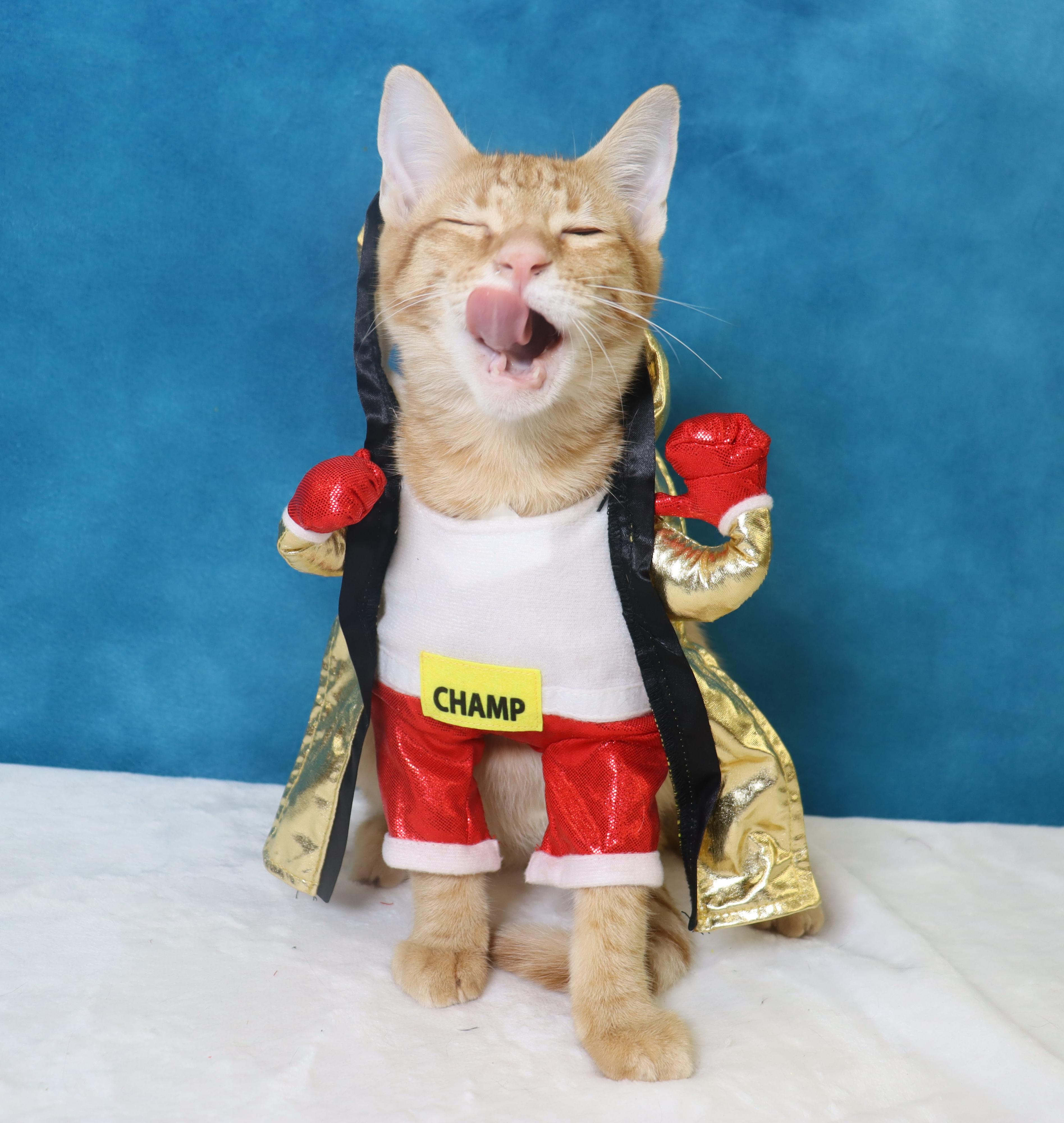 Enlarge Riley - Super Fun Orange Kitten, a Adopted Domestic Short Hair in League City, TX image 5/6