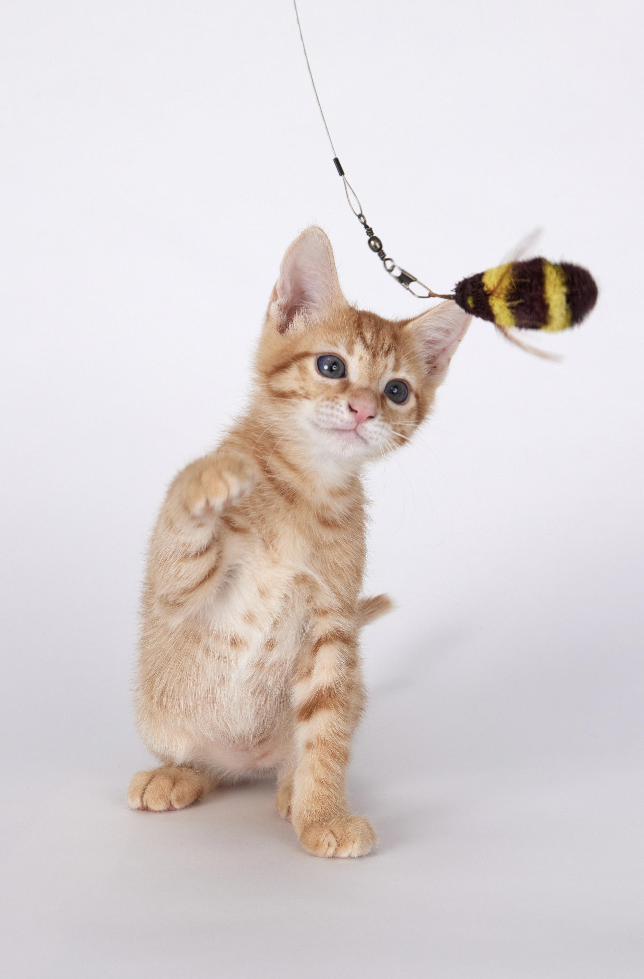 Riley - Super Fun Orange Kitten, an adopted Domestic Short Hair in League City, TX image 4/5