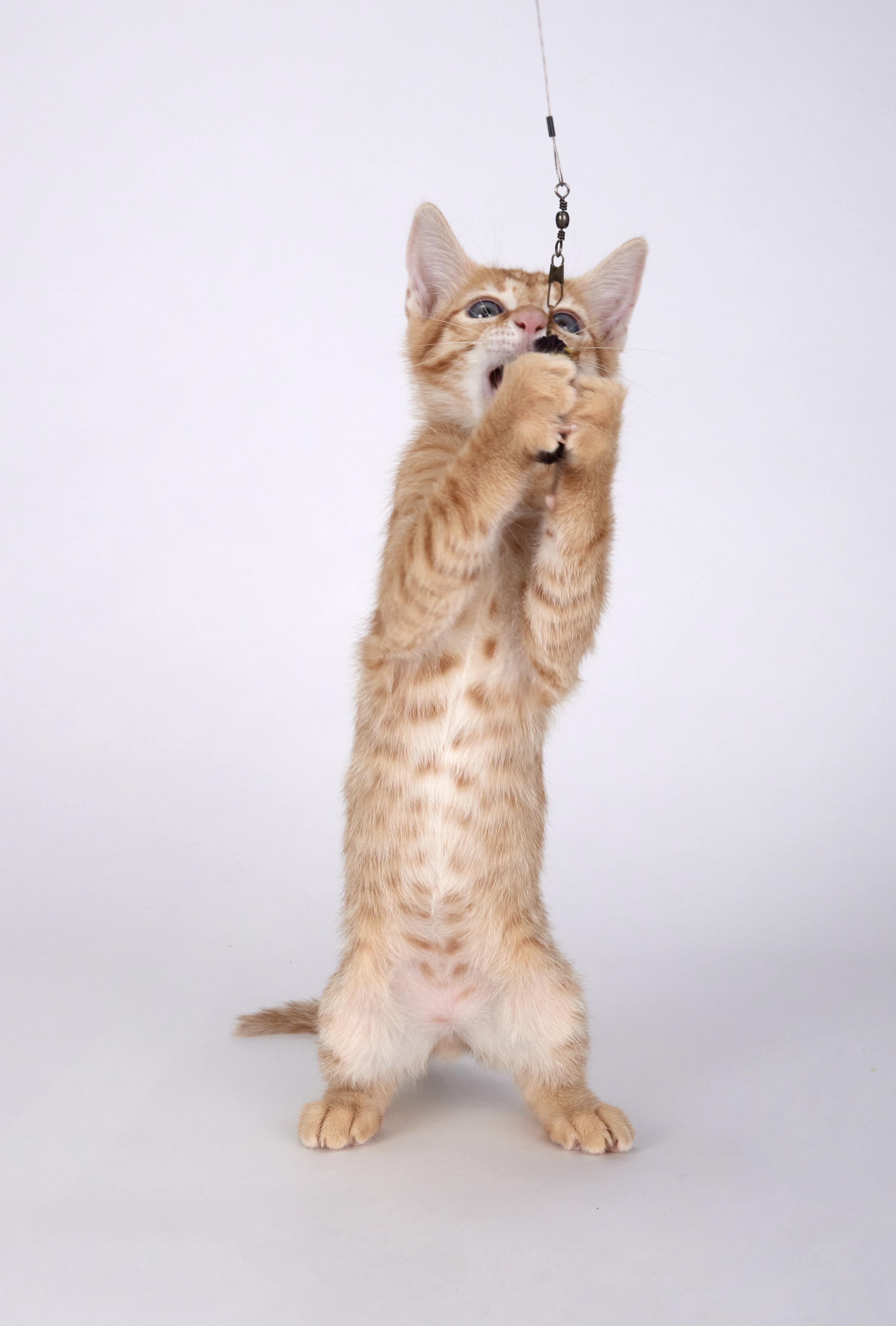 Riley - Super Fun Orange Kitten, an adopted Domestic Short Hair in League City, TX image 3/5