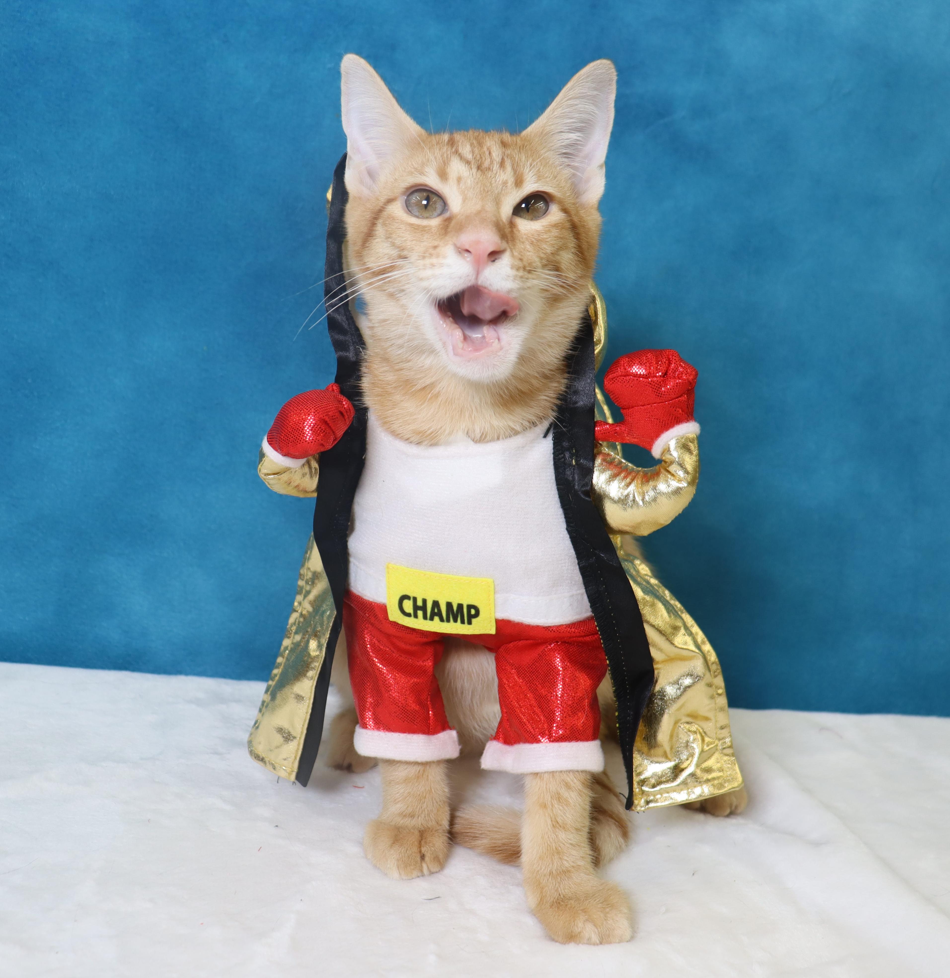 Enlarge Riley - Super Fun Orange Kitten, a Adopted Domestic Short Hair in League City, TX image 6/6