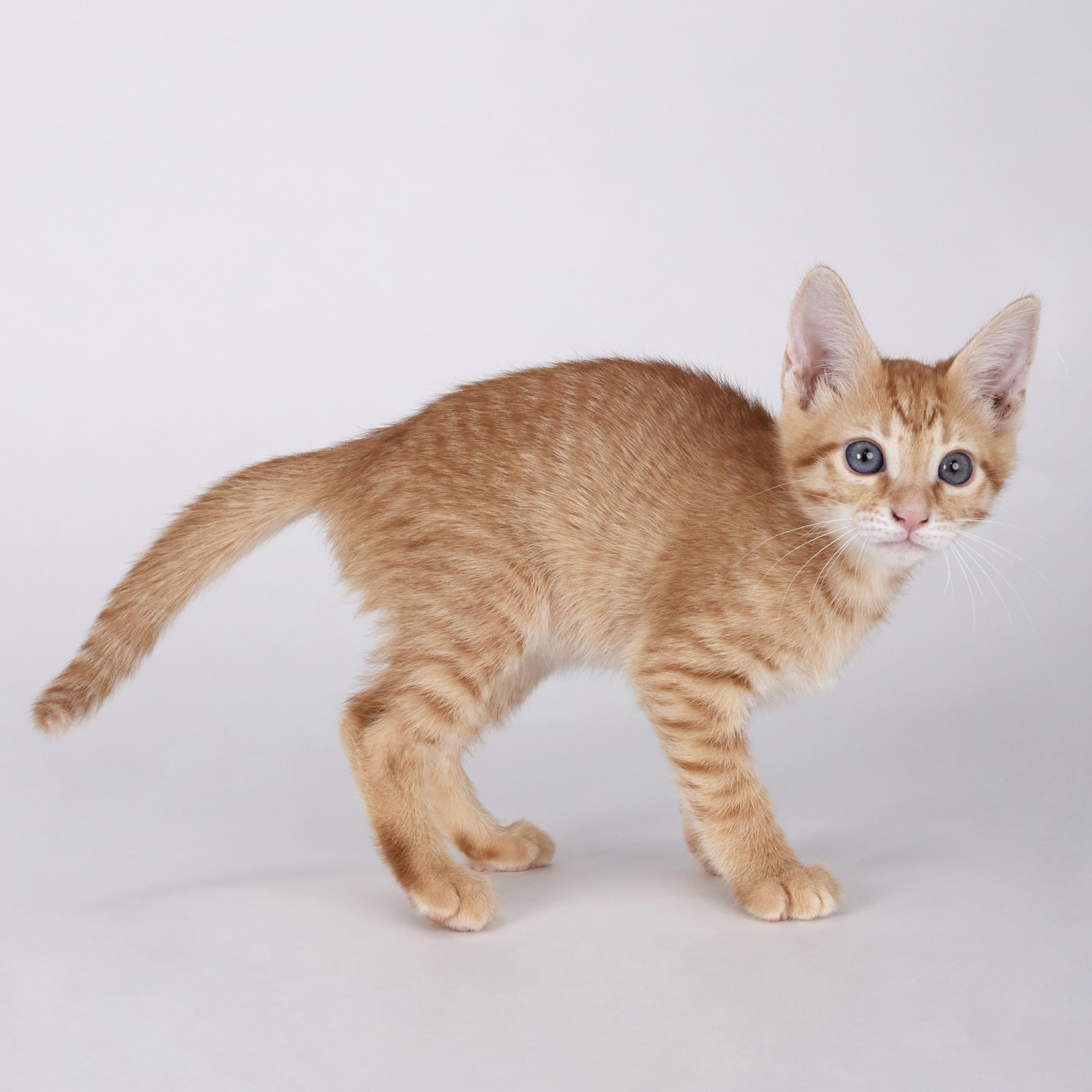 Riley - Super Fun Orange Kitten, an adopted Domestic Short Hair in League City, TX image 5/5