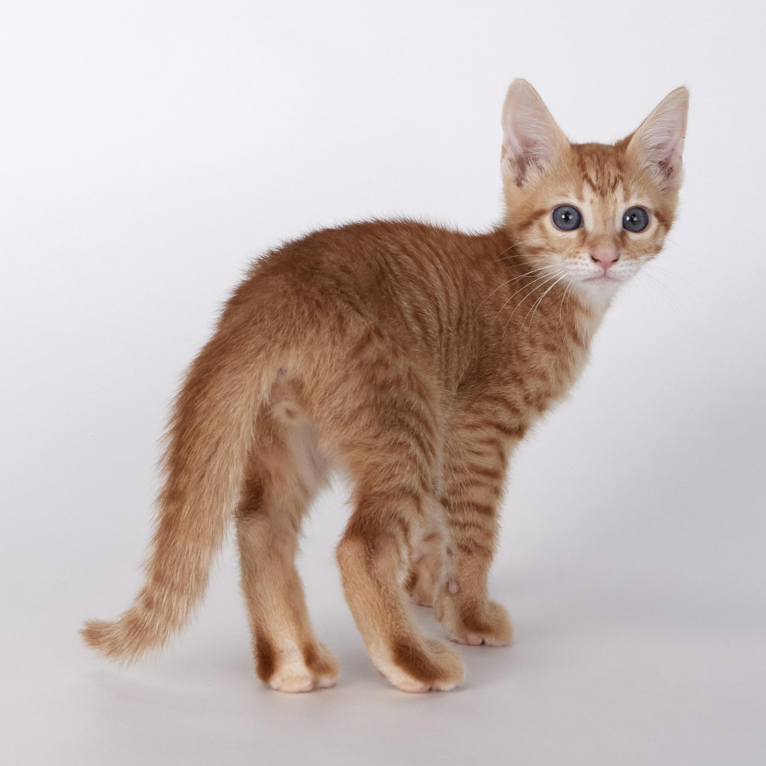 Riley - Super Fun Orange Kitten, an adopted Domestic Short Hair in League City, TX image 2/5