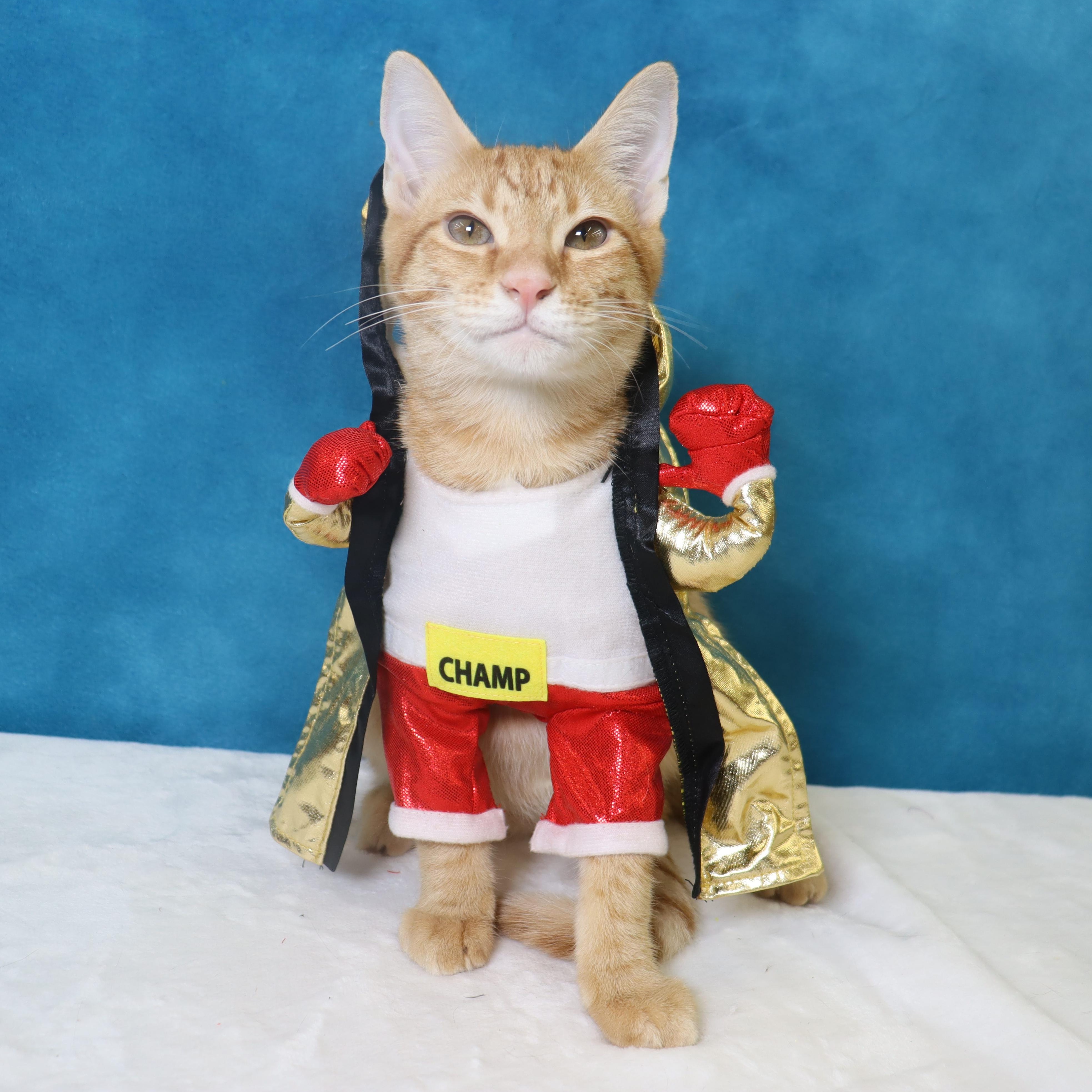 Riley - Super Fun Orange Kitten, Adopted, Kitten Male Domestic Short Hair.