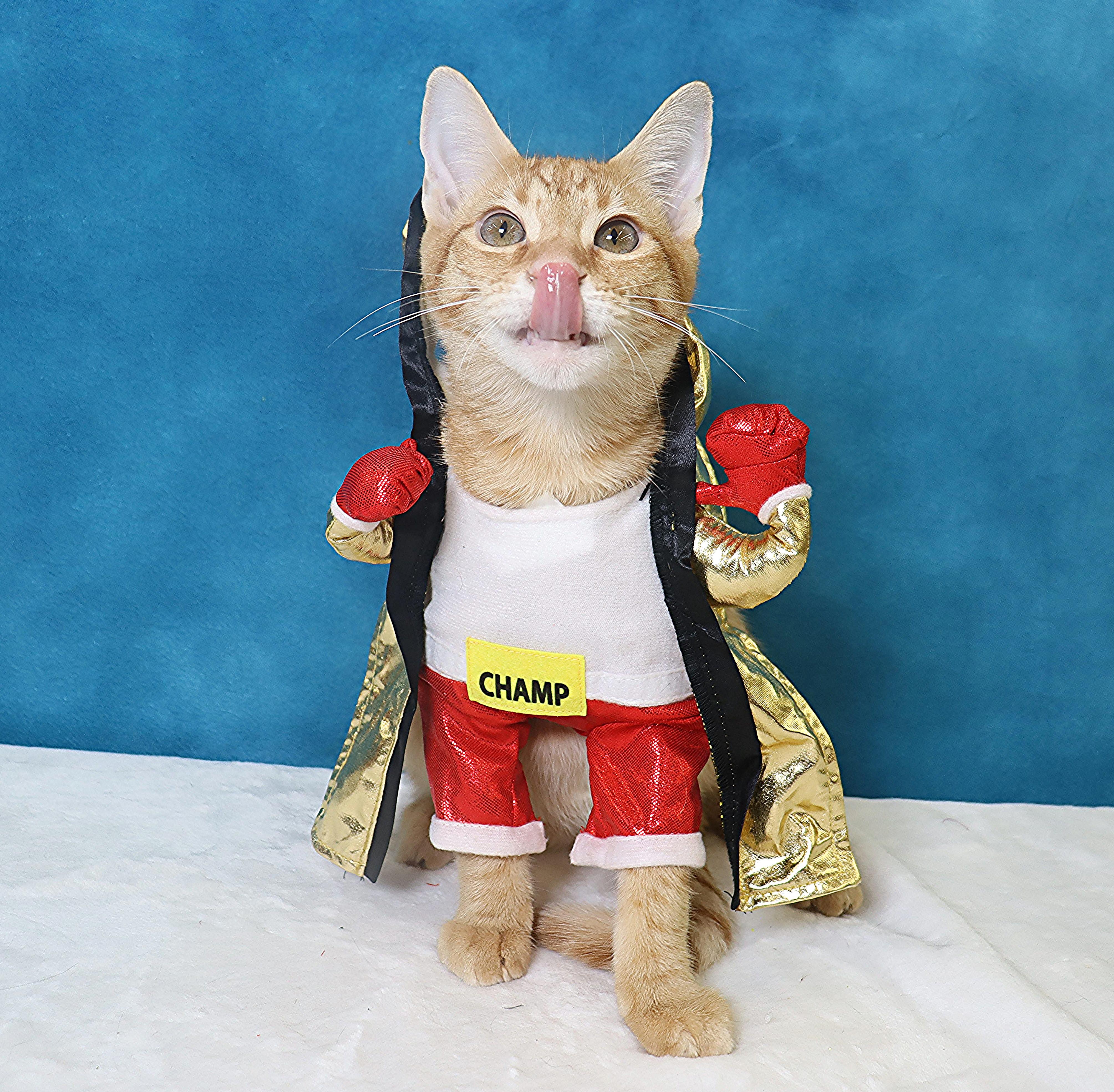 Enlarge Riley - Super Fun Orange Kitten, a Adopted Domestic Short Hair in League City, TX image 2/6