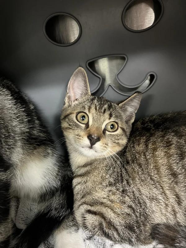 Enlarge Buffy, a Adoptable Domestic Short Hair in Hamilton, ON image 3/3