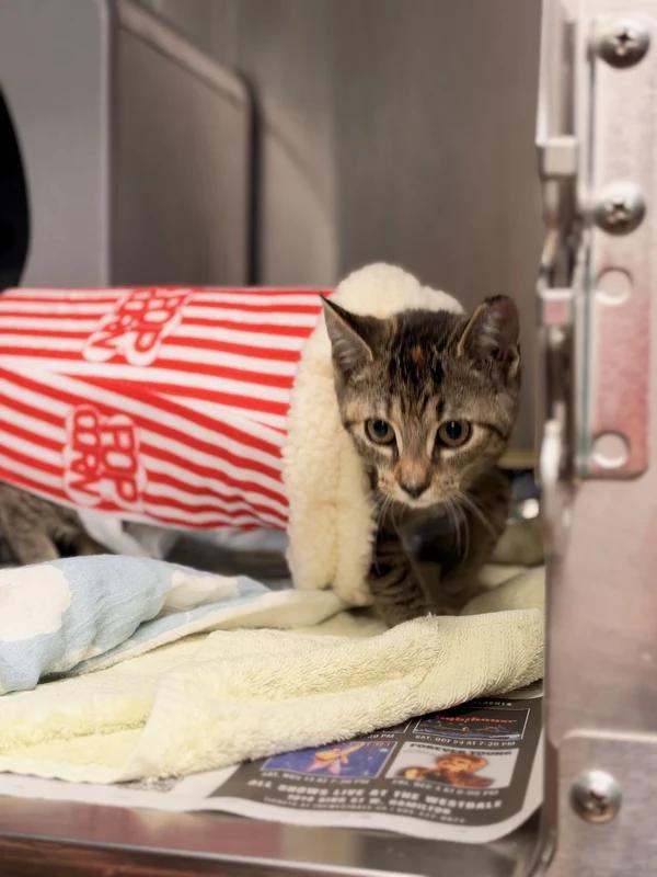 Enlarge Buffy, a Adoptable Domestic Short Hair in Hamilton, ON image 1/3