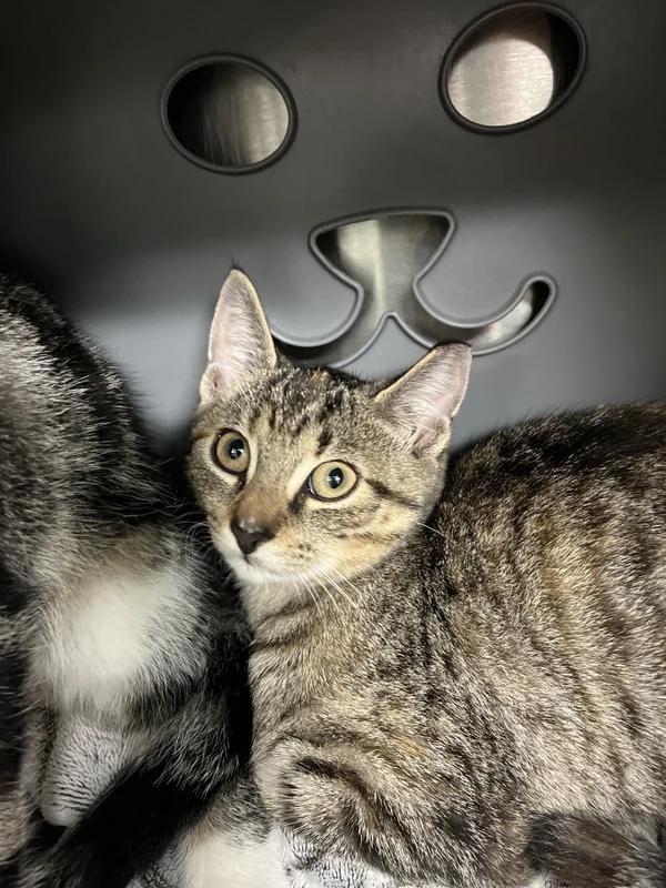 Enlarge Buffy, a Adoptable Domestic Short Hair in Hamilton, ON image 2/3