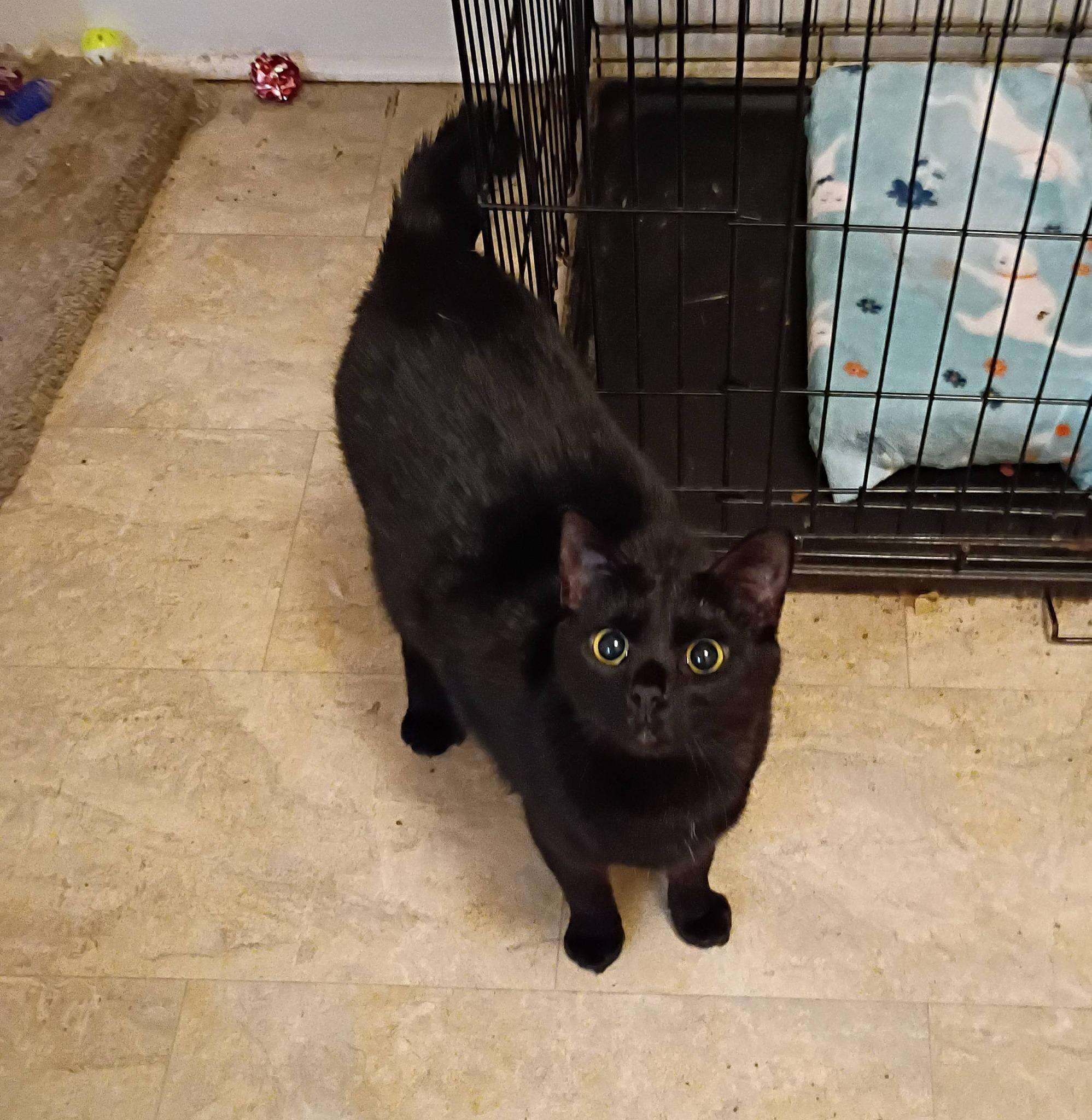 Enlarge Quasar - cuddly & playful, an adopted Domestic Short Hair in Hendersonville, TN image 1/1