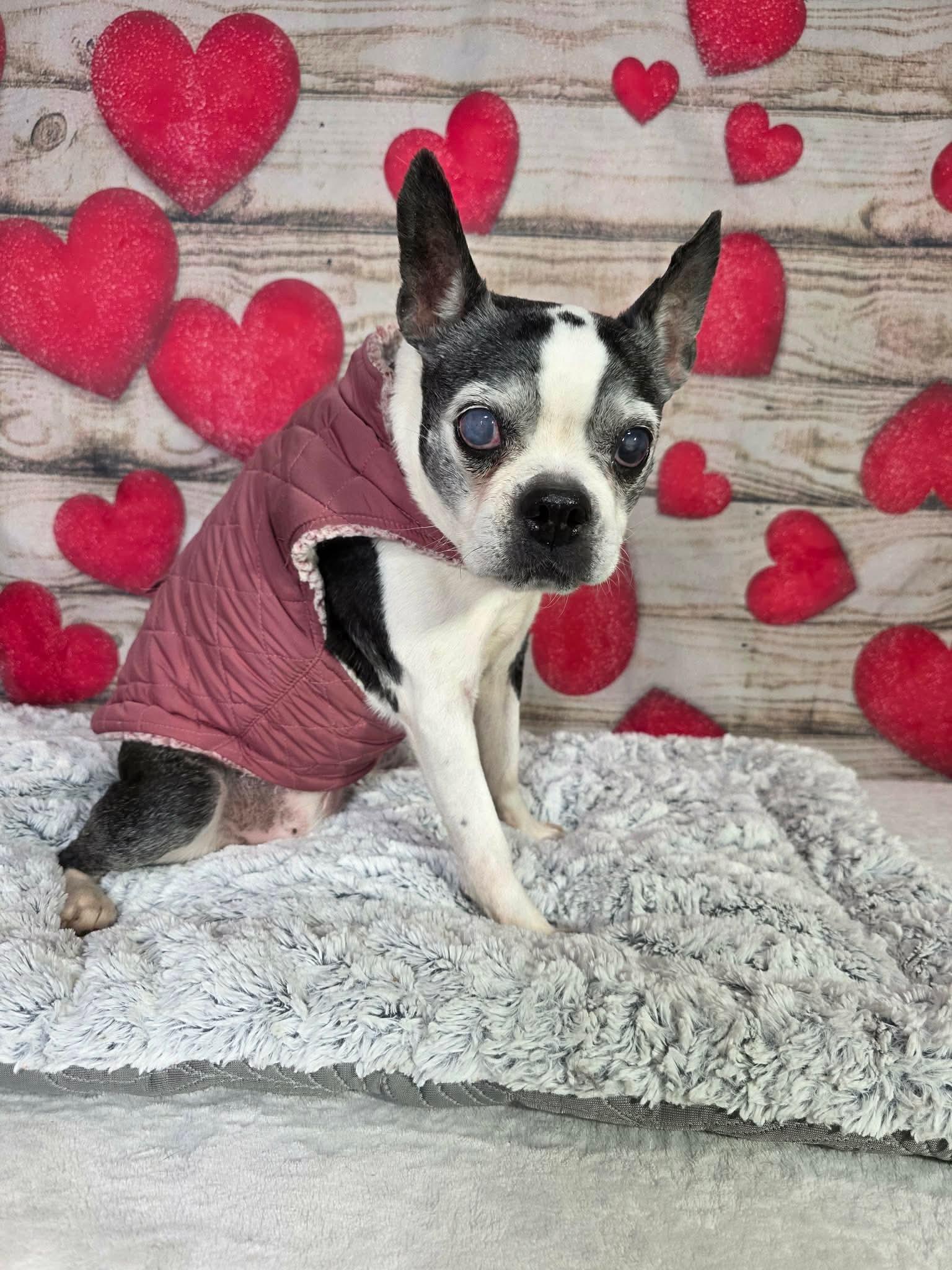 Enlarge Ellie, a ADOPTABLE mixed breed in Greensburg, PA image 5/6