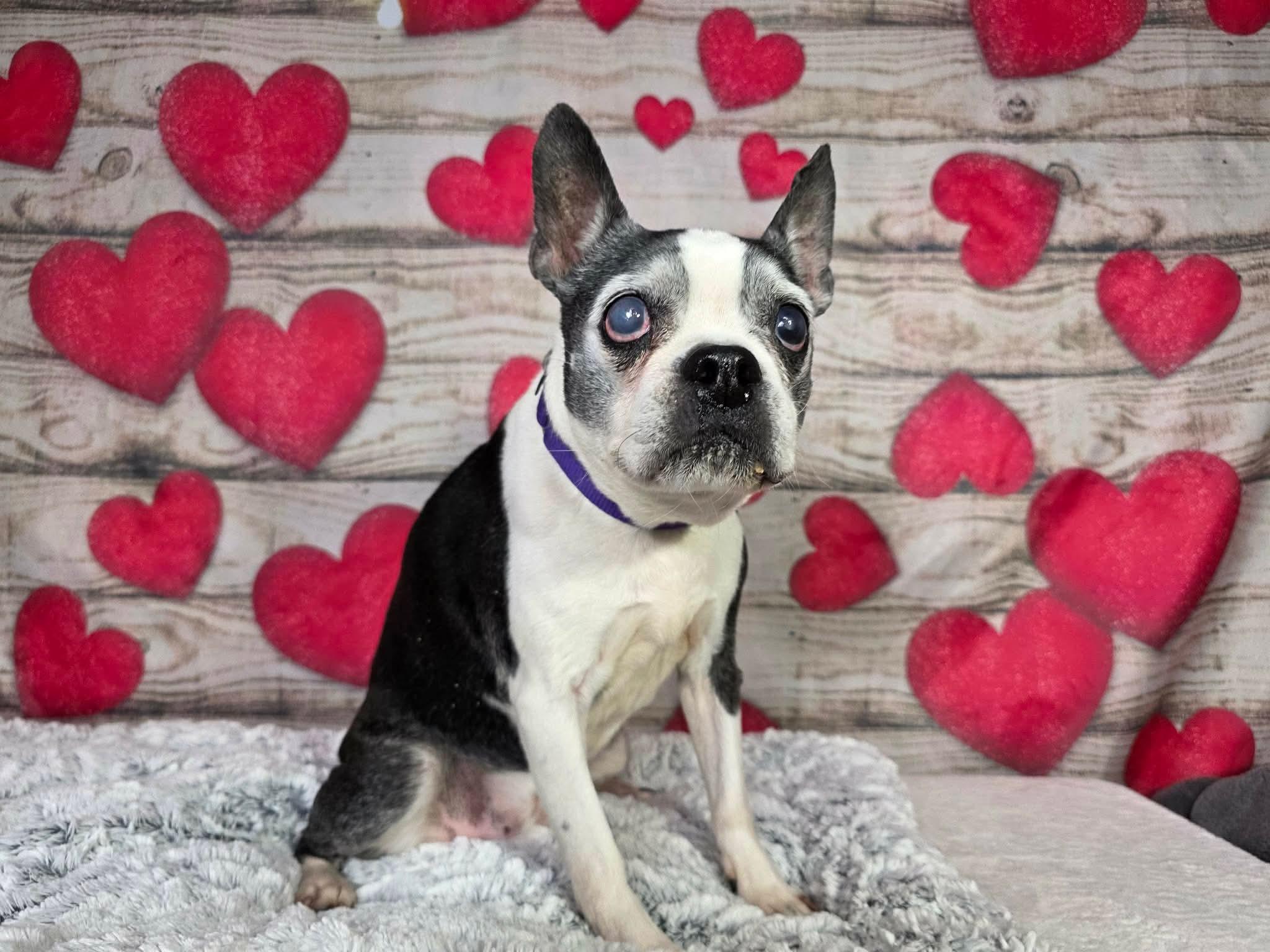 Enlarge Ellie, a ADOPTABLE mixed breed in Greensburg, PA image 4/6