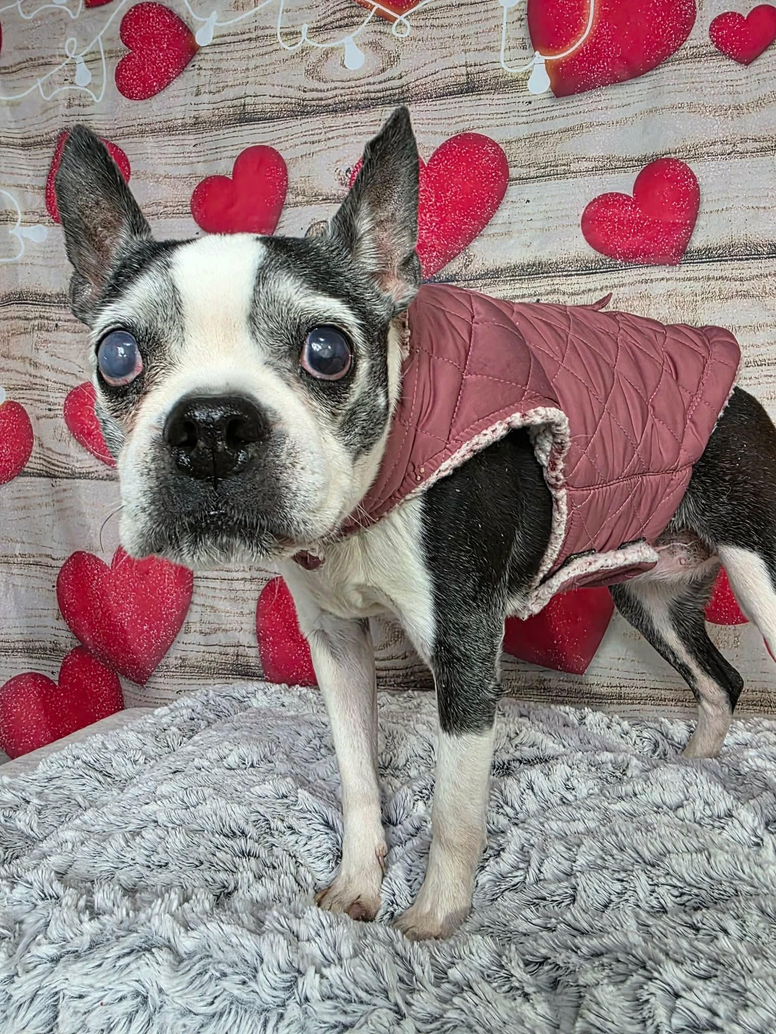 Enlarge Ellie, a ADOPTABLE mixed breed in Greensburg, PA image 3/6