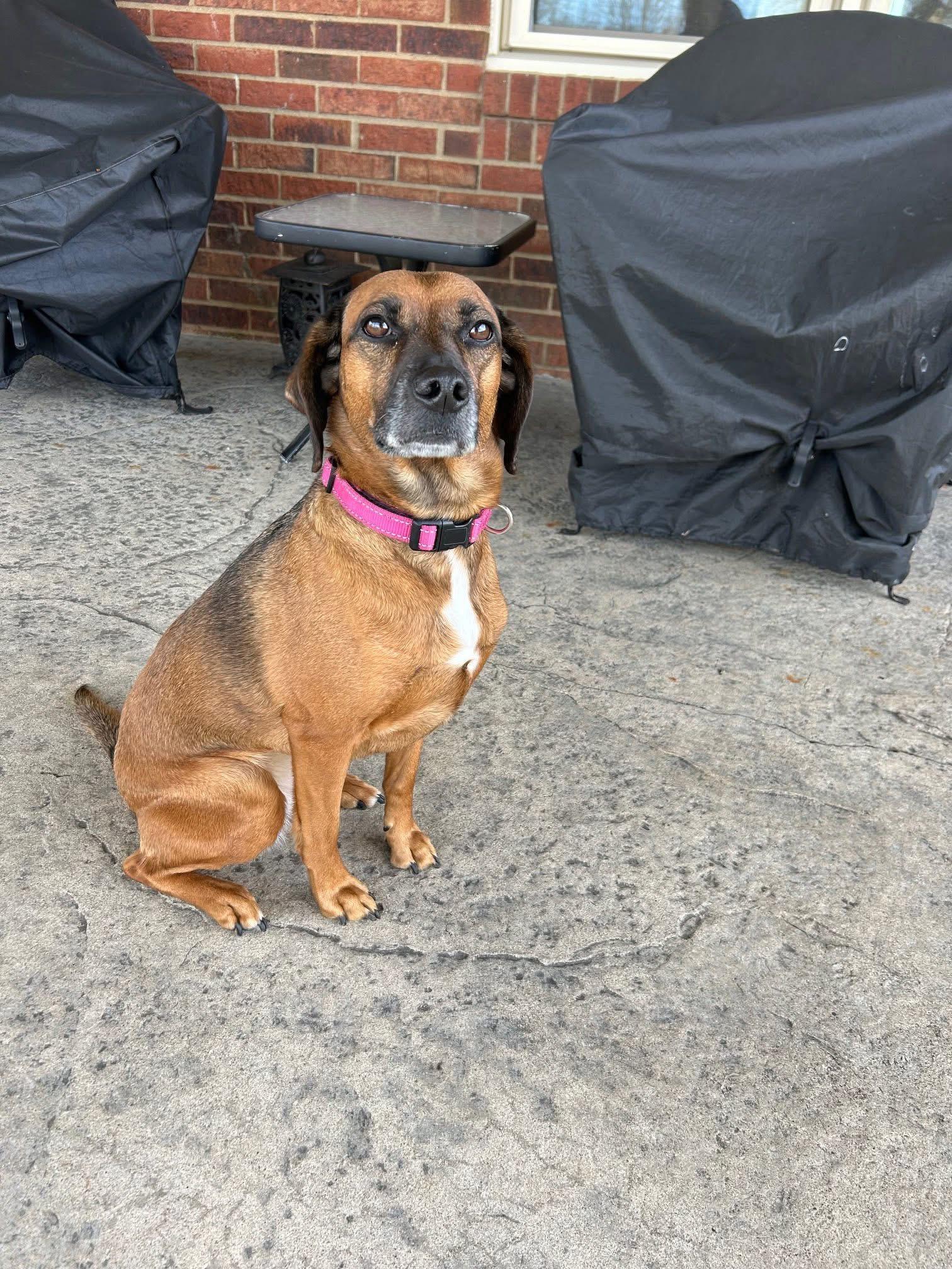 Maddie, a ADOPTABLE Mixed Breed in Louisville, KY image 2/2