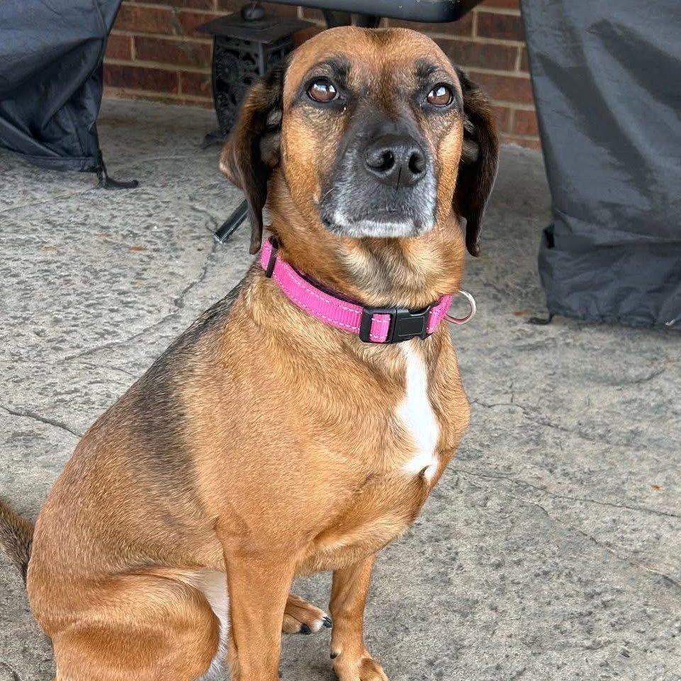 Enlarge Maddie, a ADOPTABLE Mixed Breed in Louisville, KY image 1/1