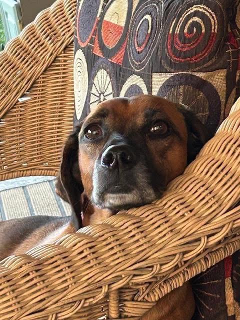 Maddie, ADOPTABLE, Adult Female Mixed Breed.