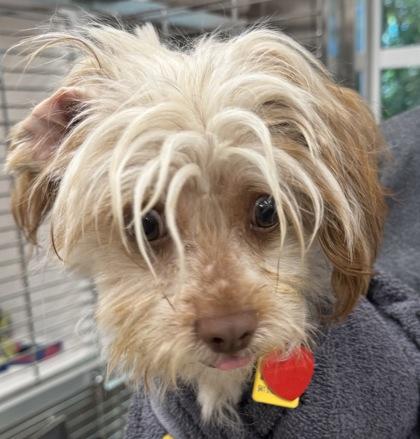 Ovaltine Jenkins- OFFSITE IN FOSTER HOME, Adoptable, Adult Male Terrier.