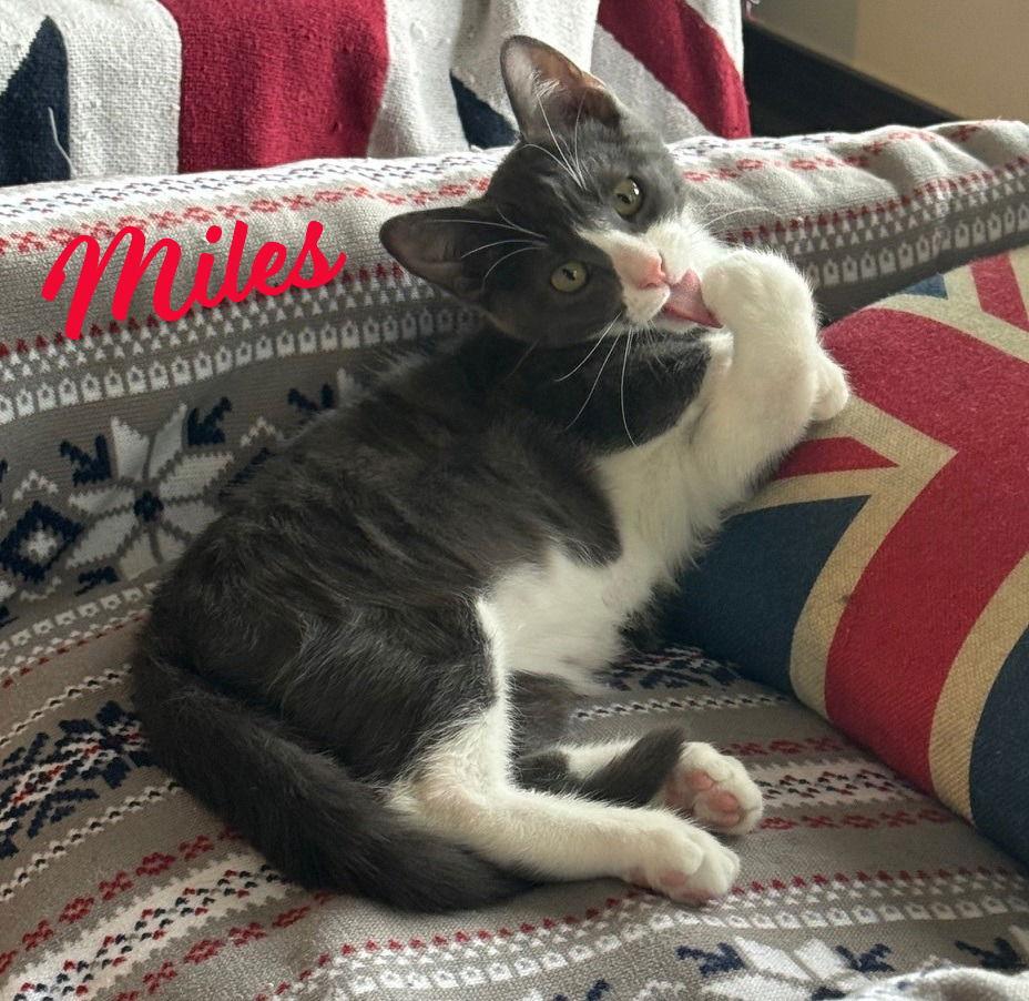 Miles #mr-congeniality, Adoptable, Young Male Tuxedo & Domestic Short Hair.