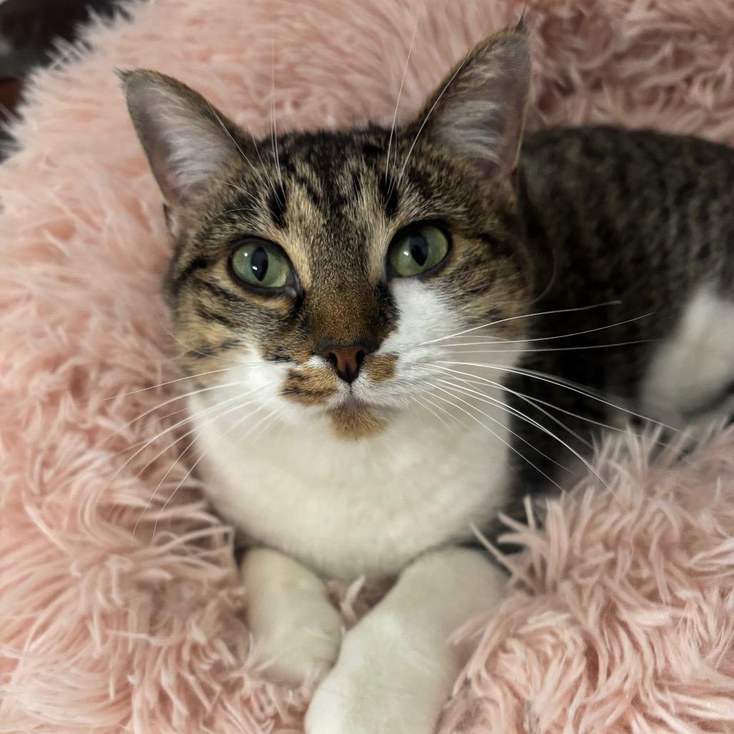 Yuki 68C25, Adoptable, Young Female Domestic Short Hair & Domestic Short Hair.