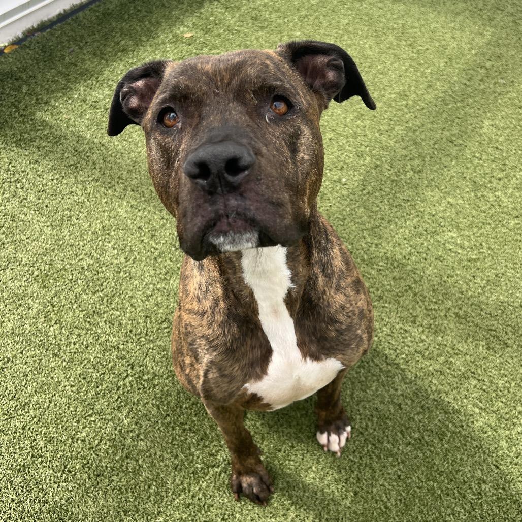 Canelo, Adoptable, Senior Male Terrier & Terrier.
