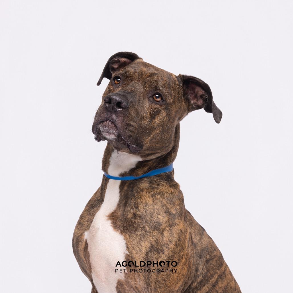 Enlarge Canelo, a Adoptable mixed breed in Tampa, FL image 2/6