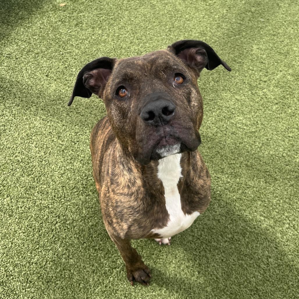 Enlarge Canelo, a Adoptable mixed breed in Tampa, FL image 3/6