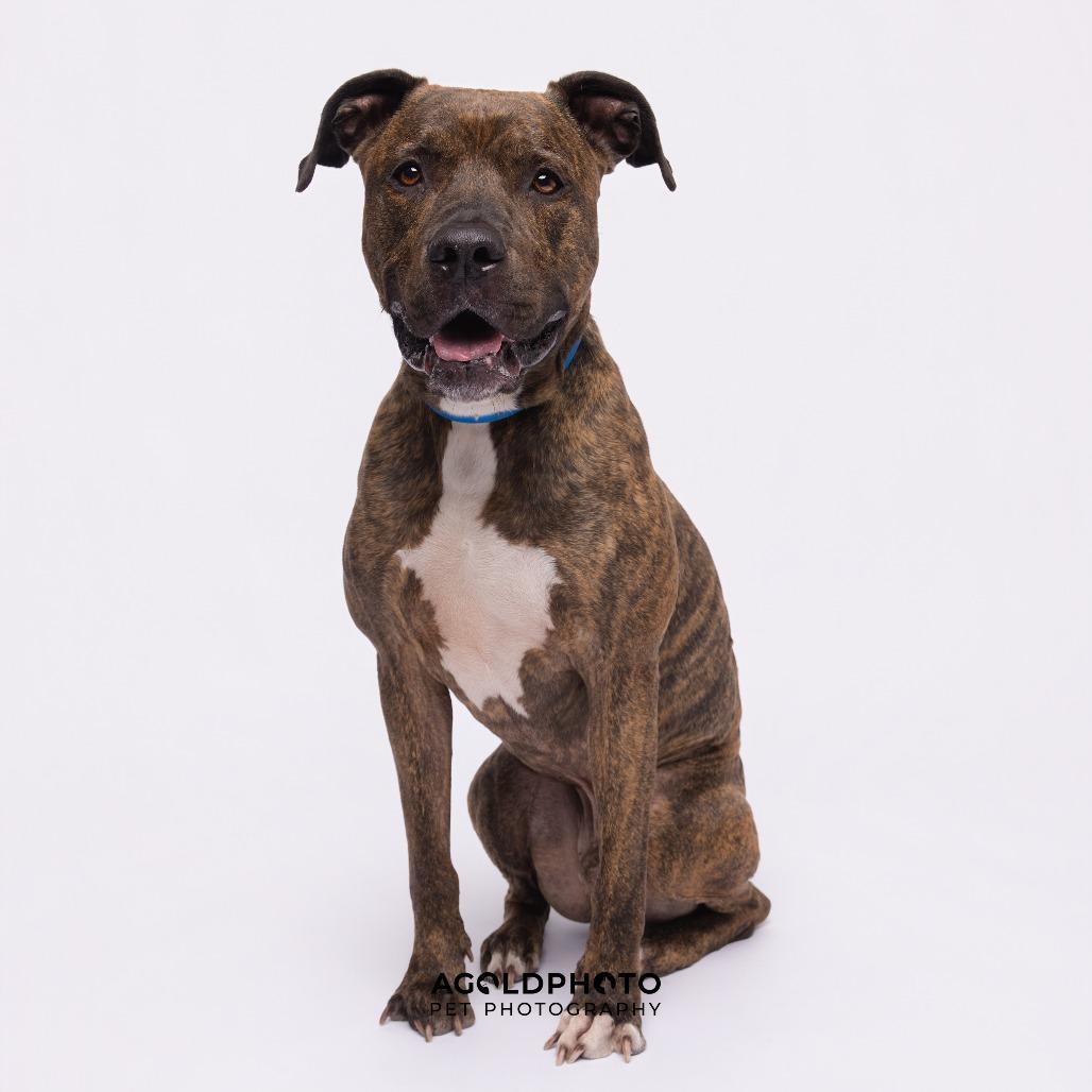 Enlarge Canelo, a Adoptable mixed breed in Tampa, FL image 4/6