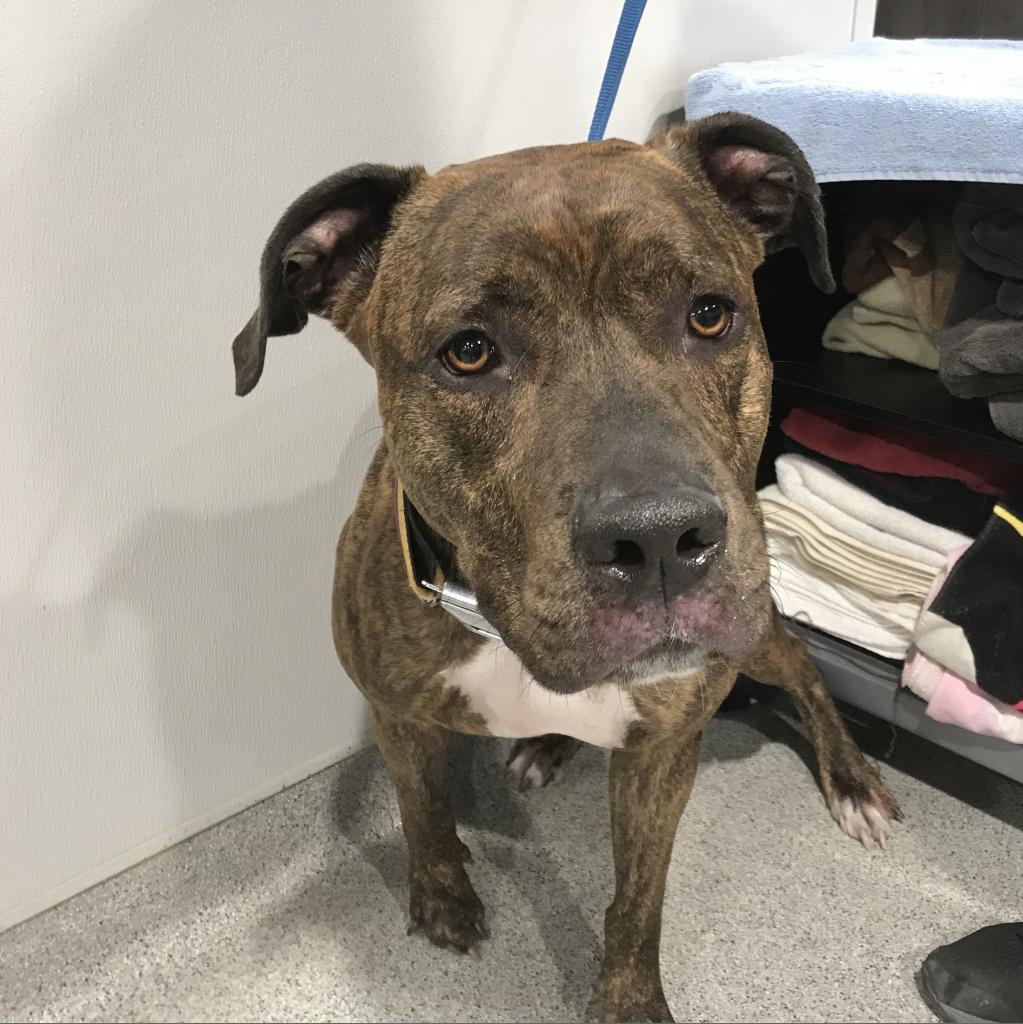 Enlarge Canelo, a Adoptable mixed breed in Tampa, FL image 5/6