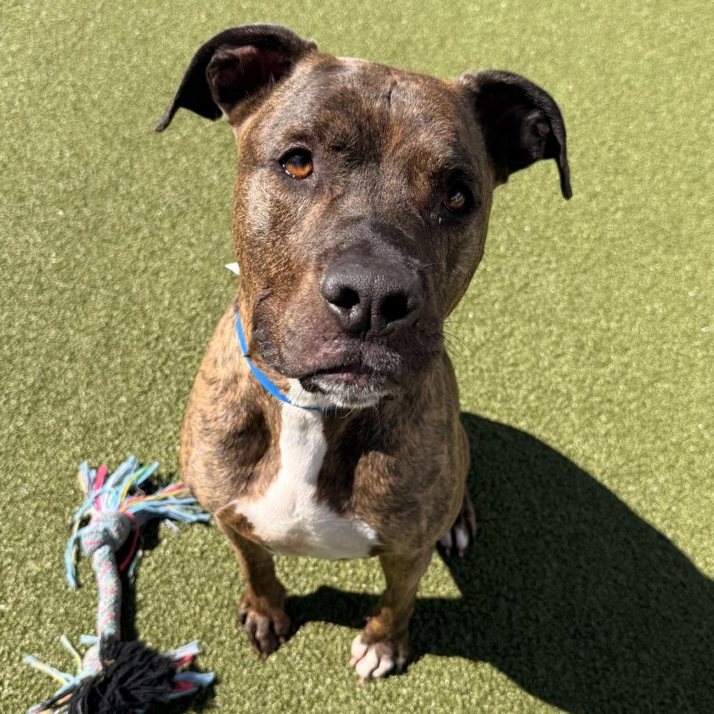 Enlarge Canelo, a Adoptable mixed breed in Tampa, FL image 6/6