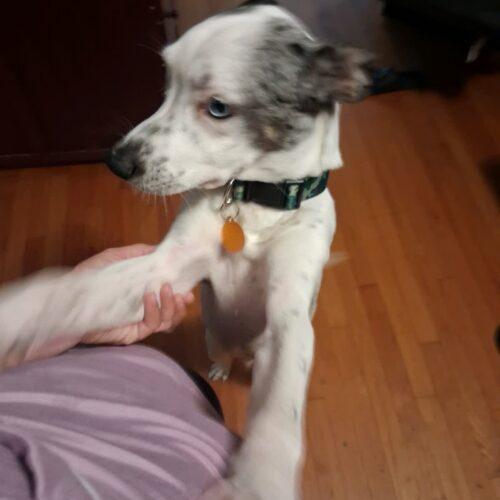 Enlarge Colt, a Adoptable mixed breed in Christiansburg, VA image 1/3
