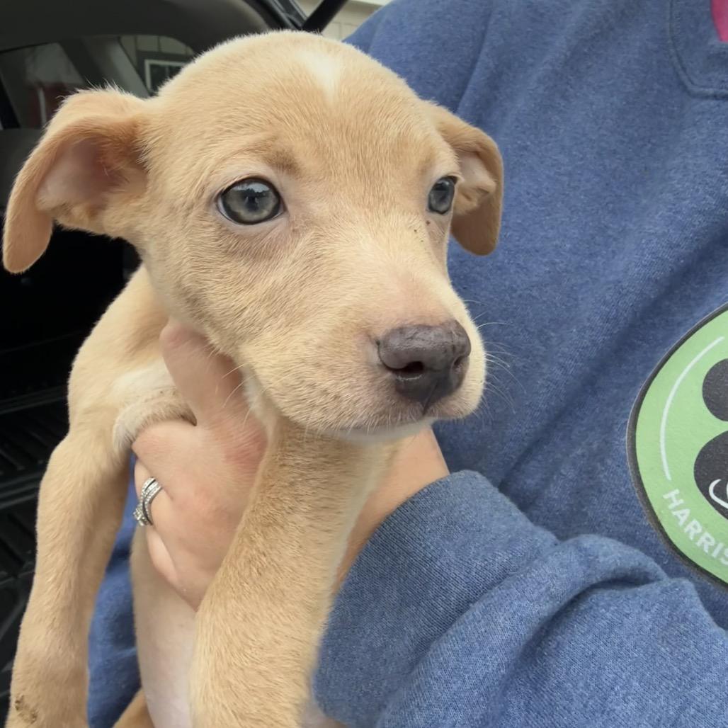 Tinky Winky, Adoptable, Puppy Male Mixed Breed.
