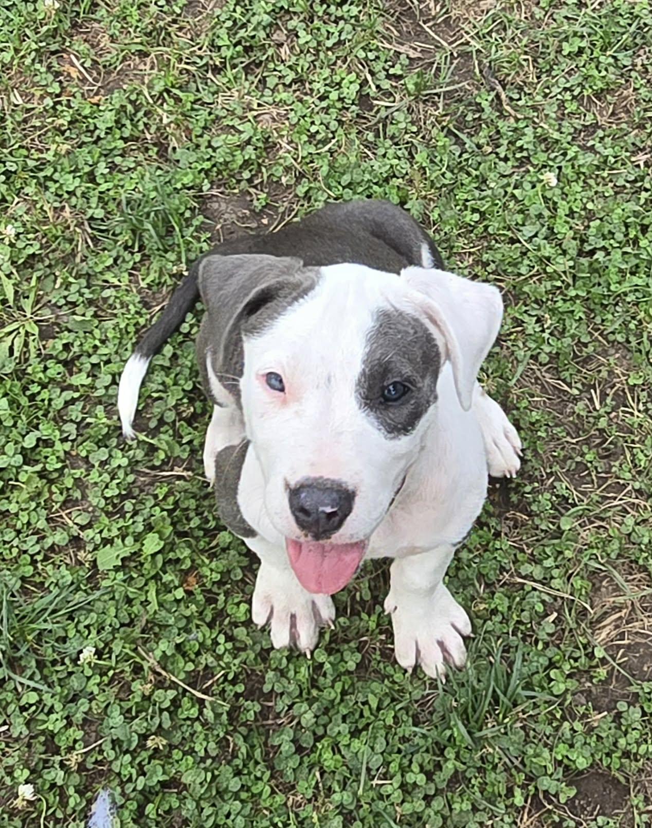 Bombay, adoptable, Puppy Male Pit Bull Terrier.